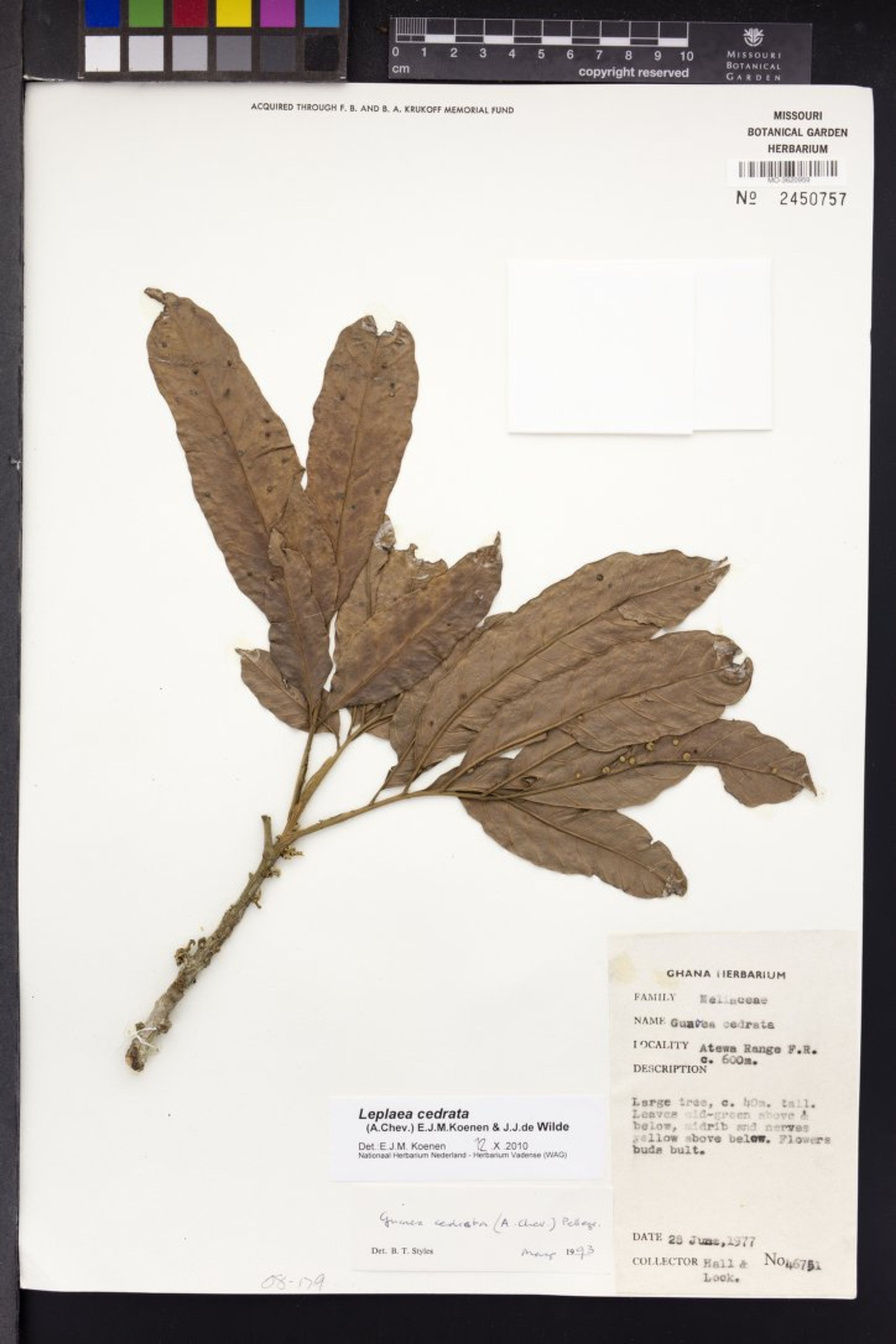 Leplaea cedrata - 131