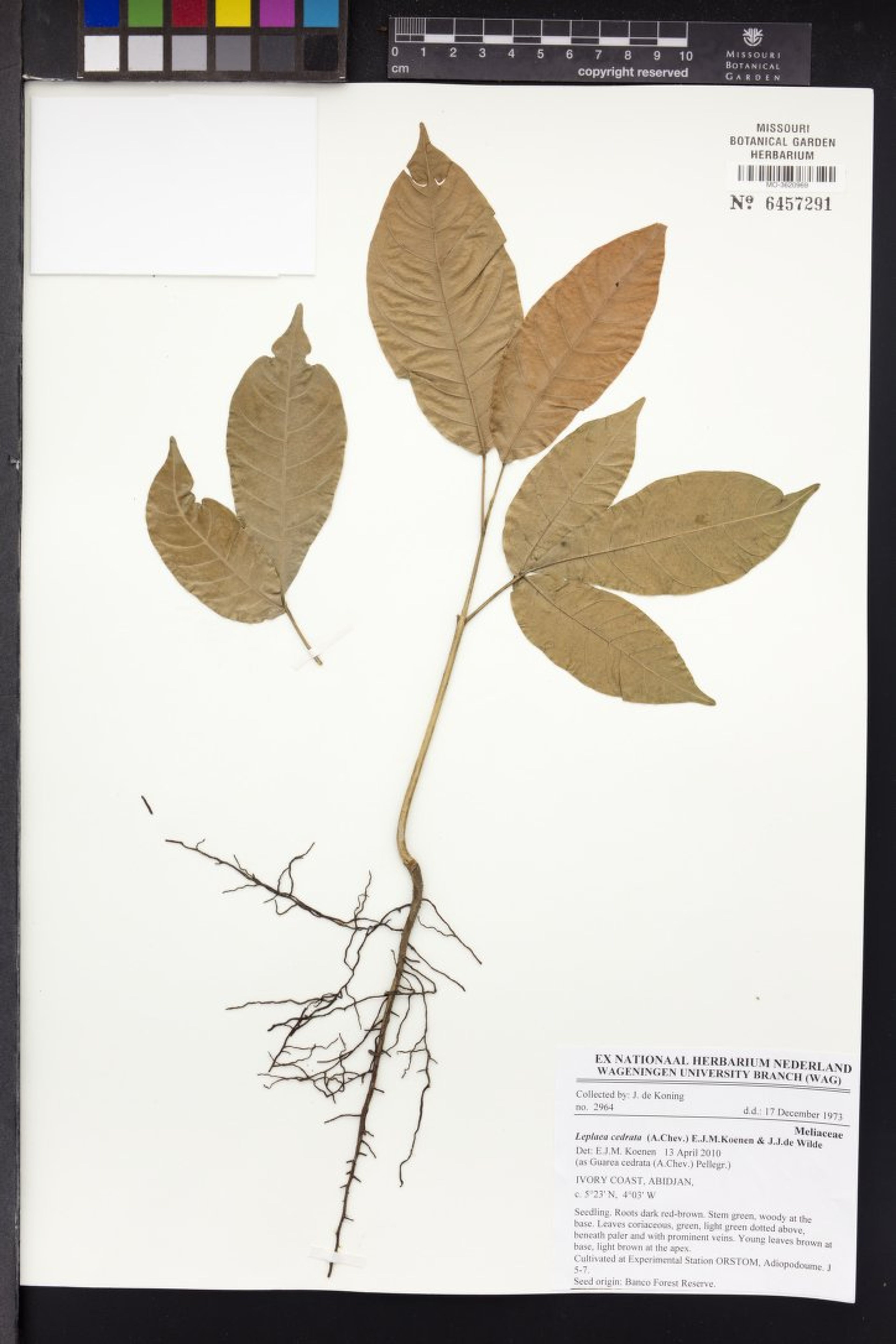 Leplaea cedrata - 95