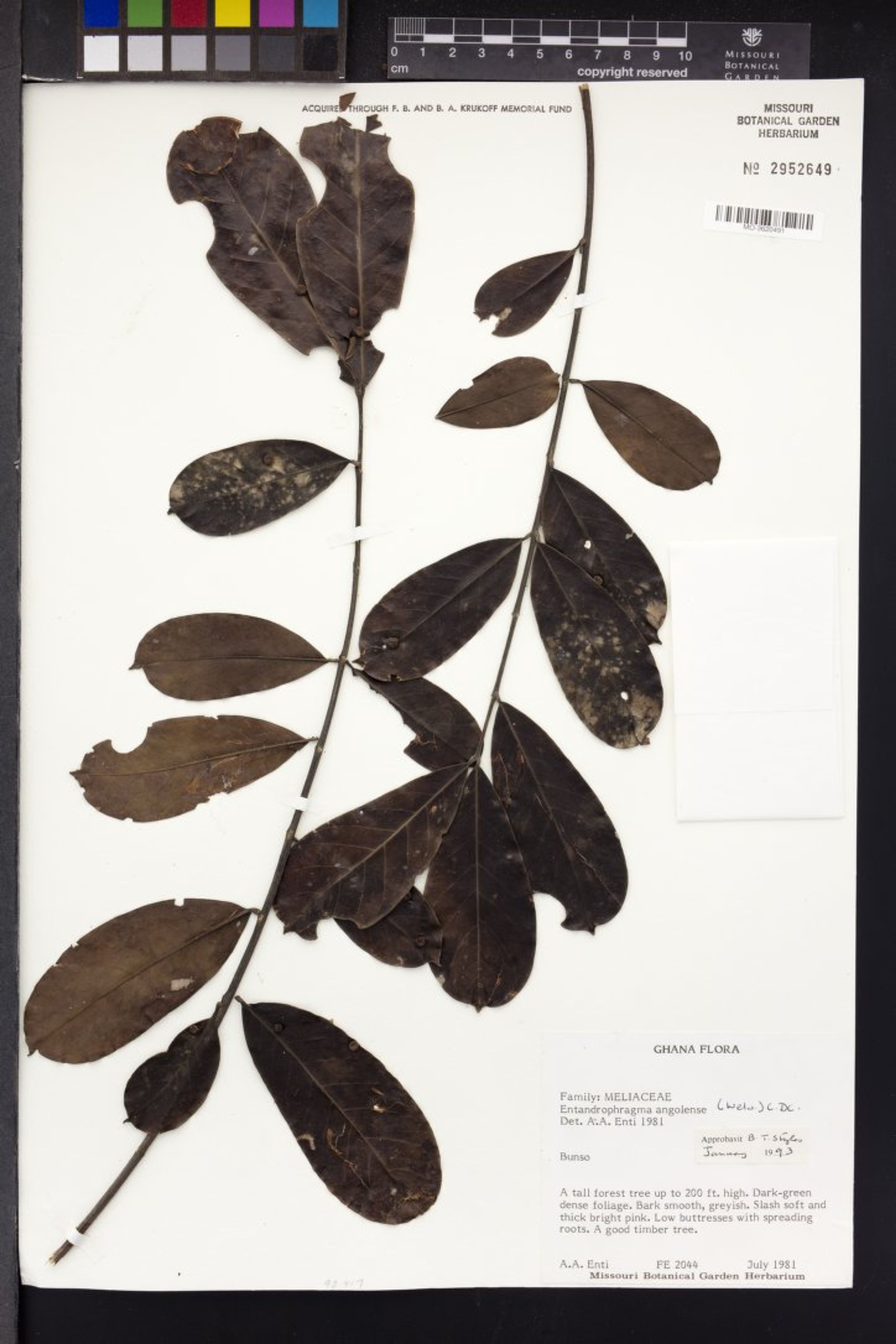 Entandrophragma angolense - 23