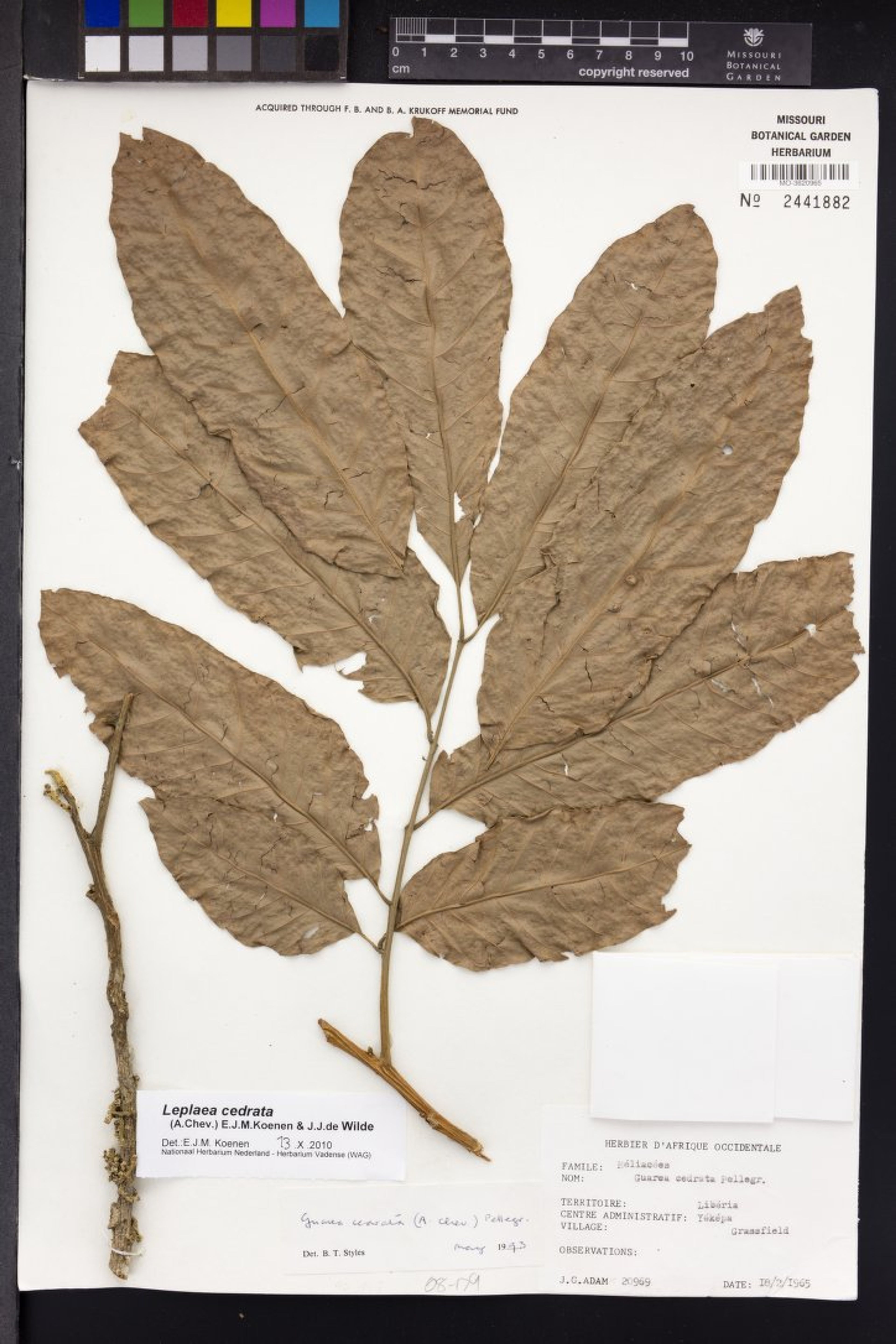Leplaea cedrata - 159