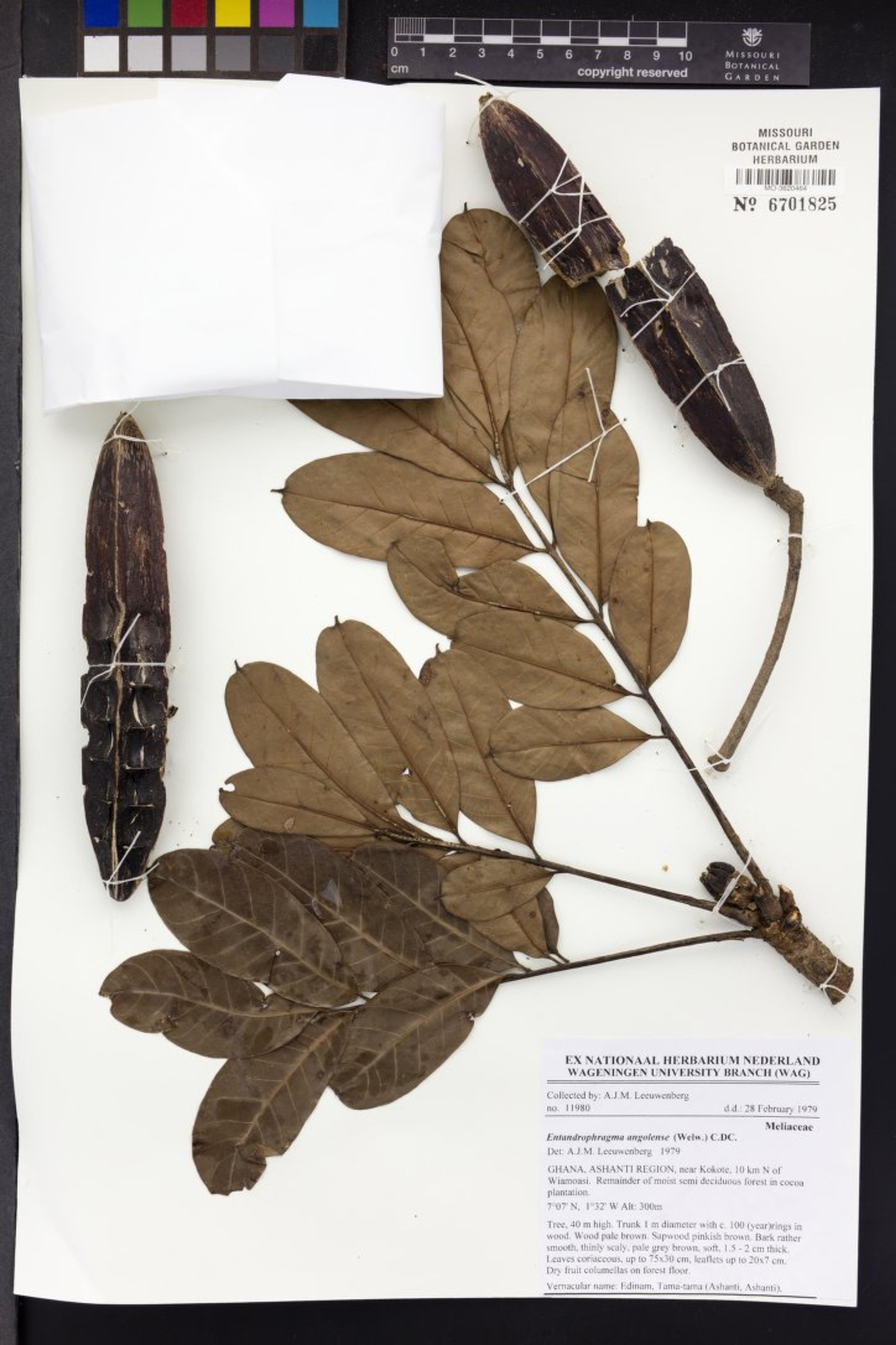 Entandrophragma angolense - 72