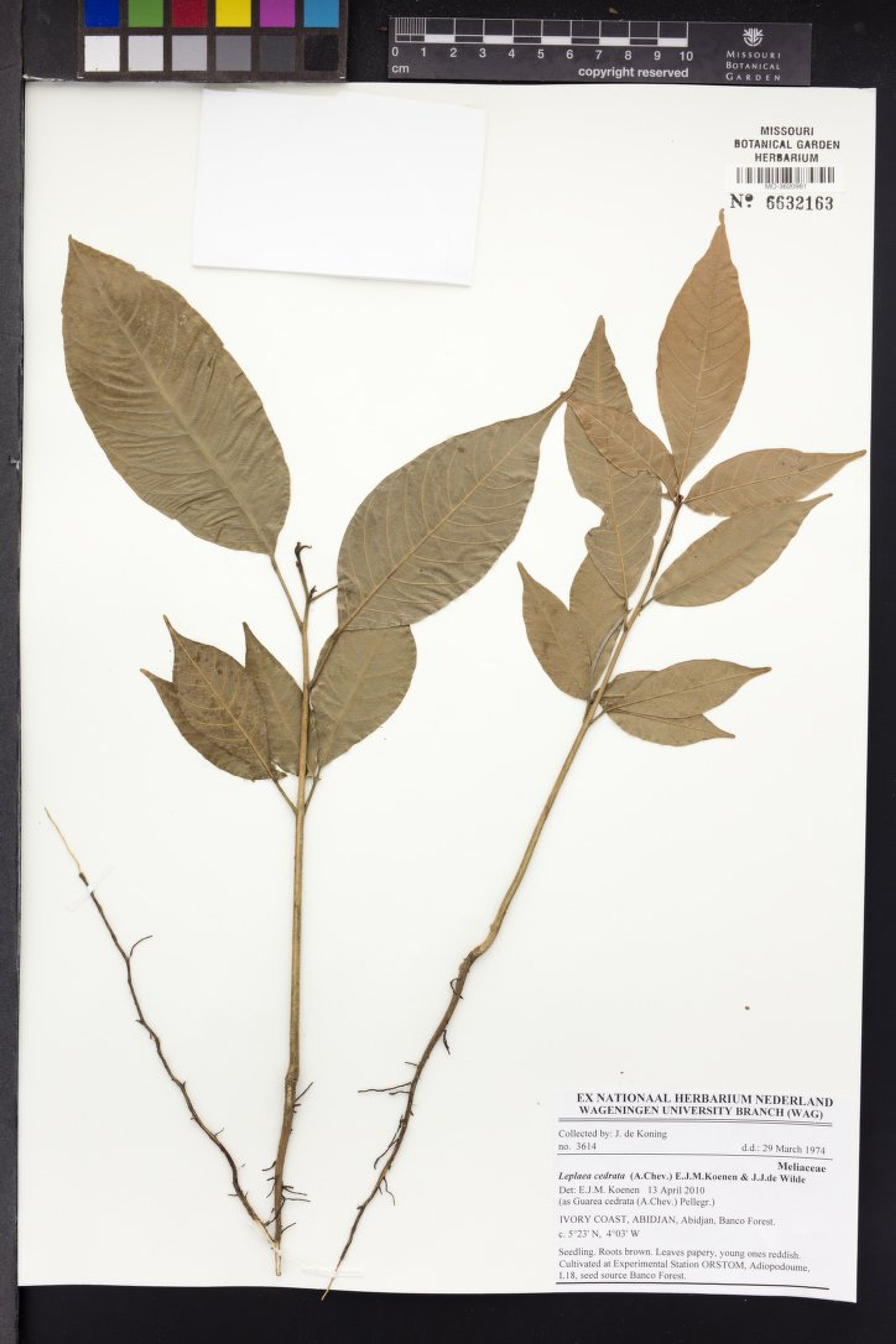 Leplaea cedrata - 123