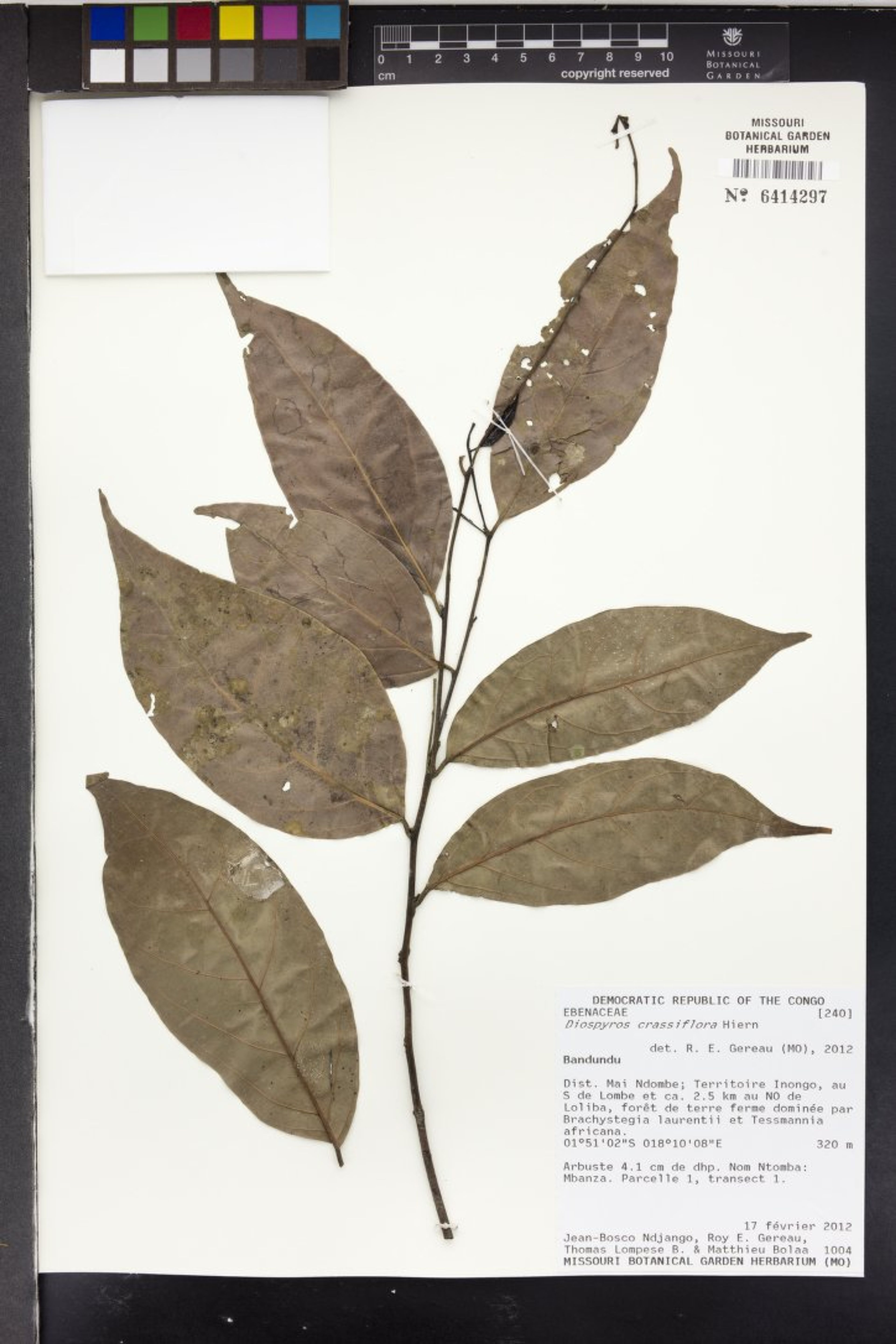 Diospyros crassiflora - 39