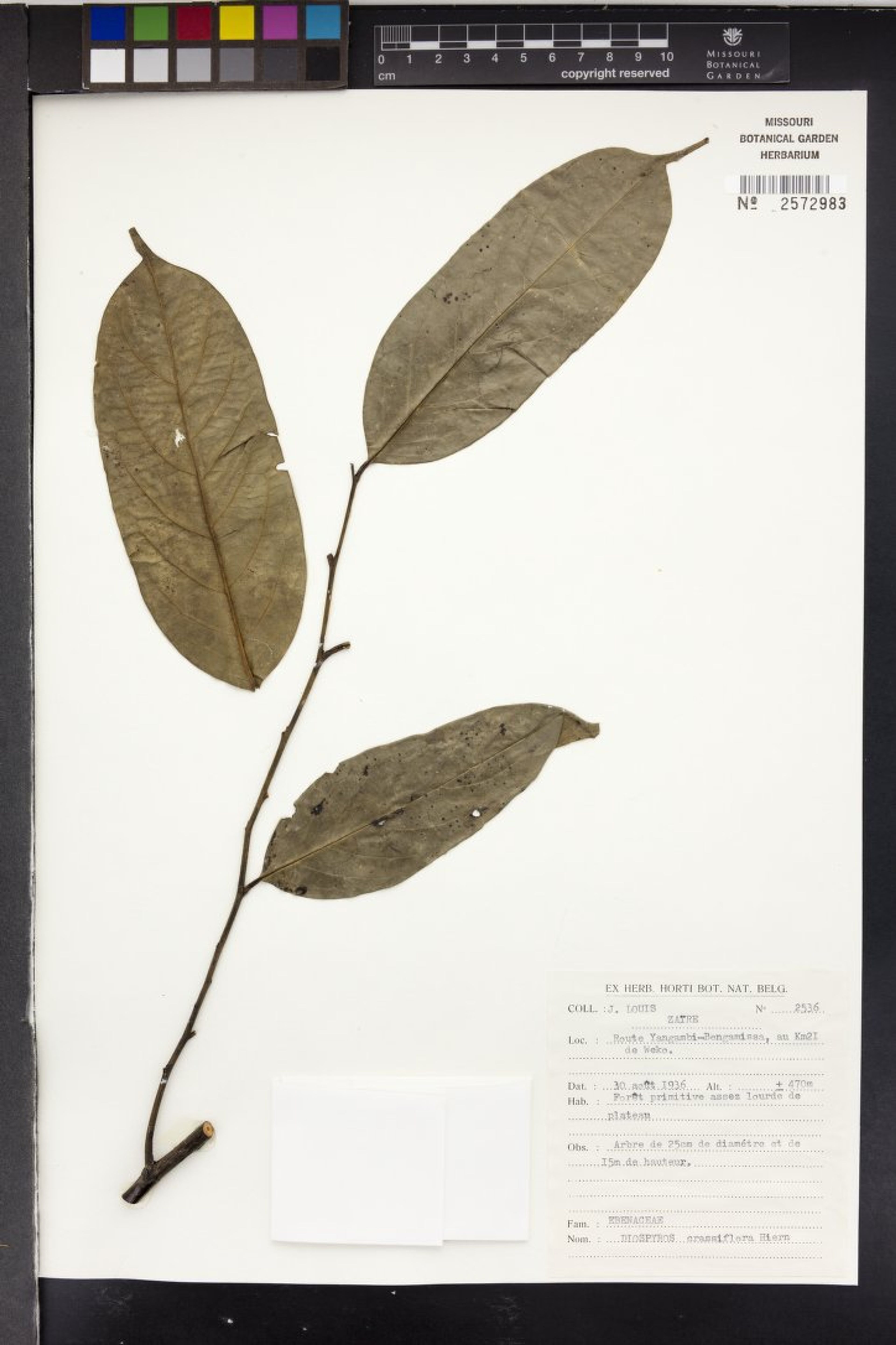 Diospyros crassiflora - 5