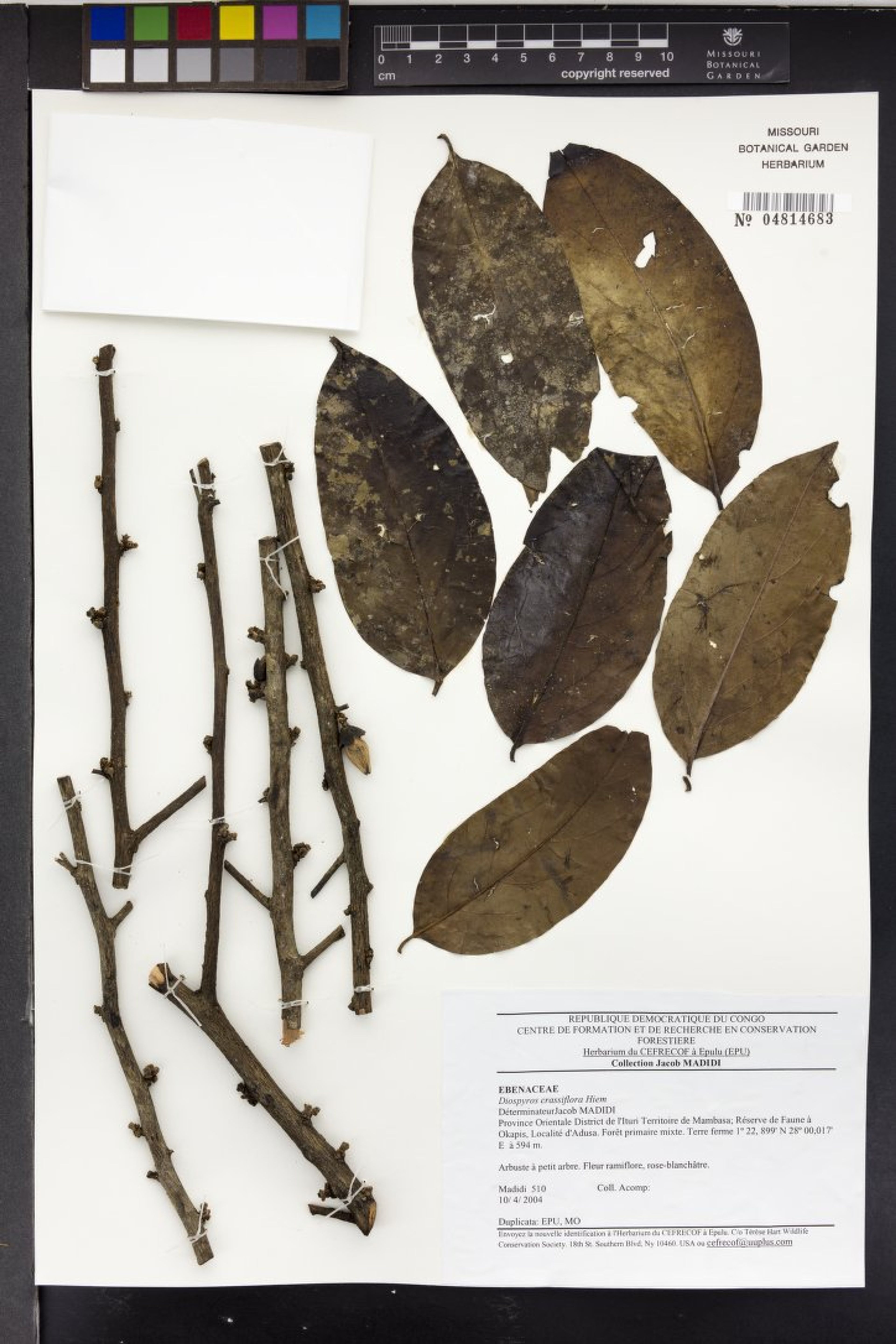 Diospyros crassiflora - 50