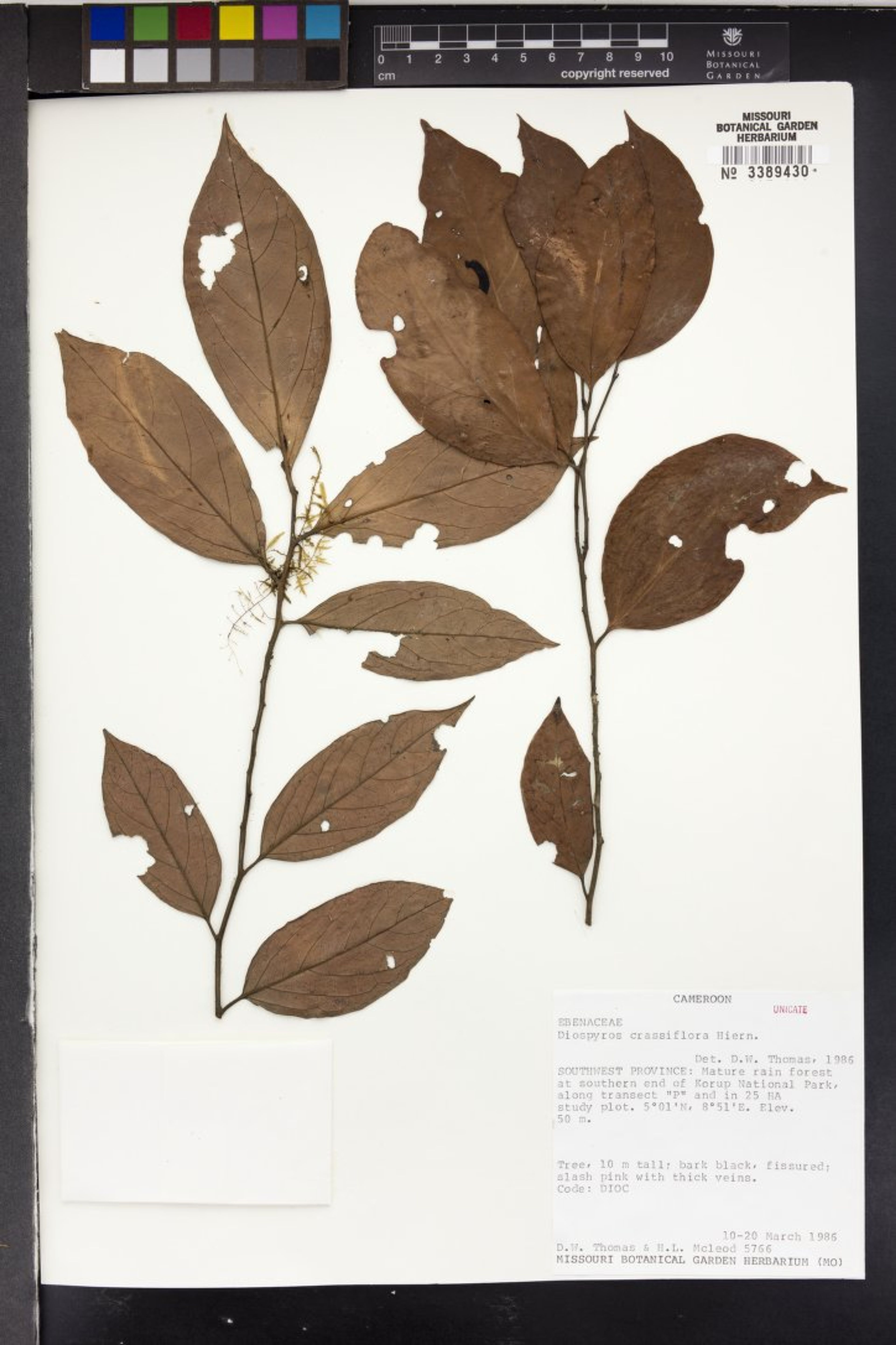 Diospyros crassiflora - 34