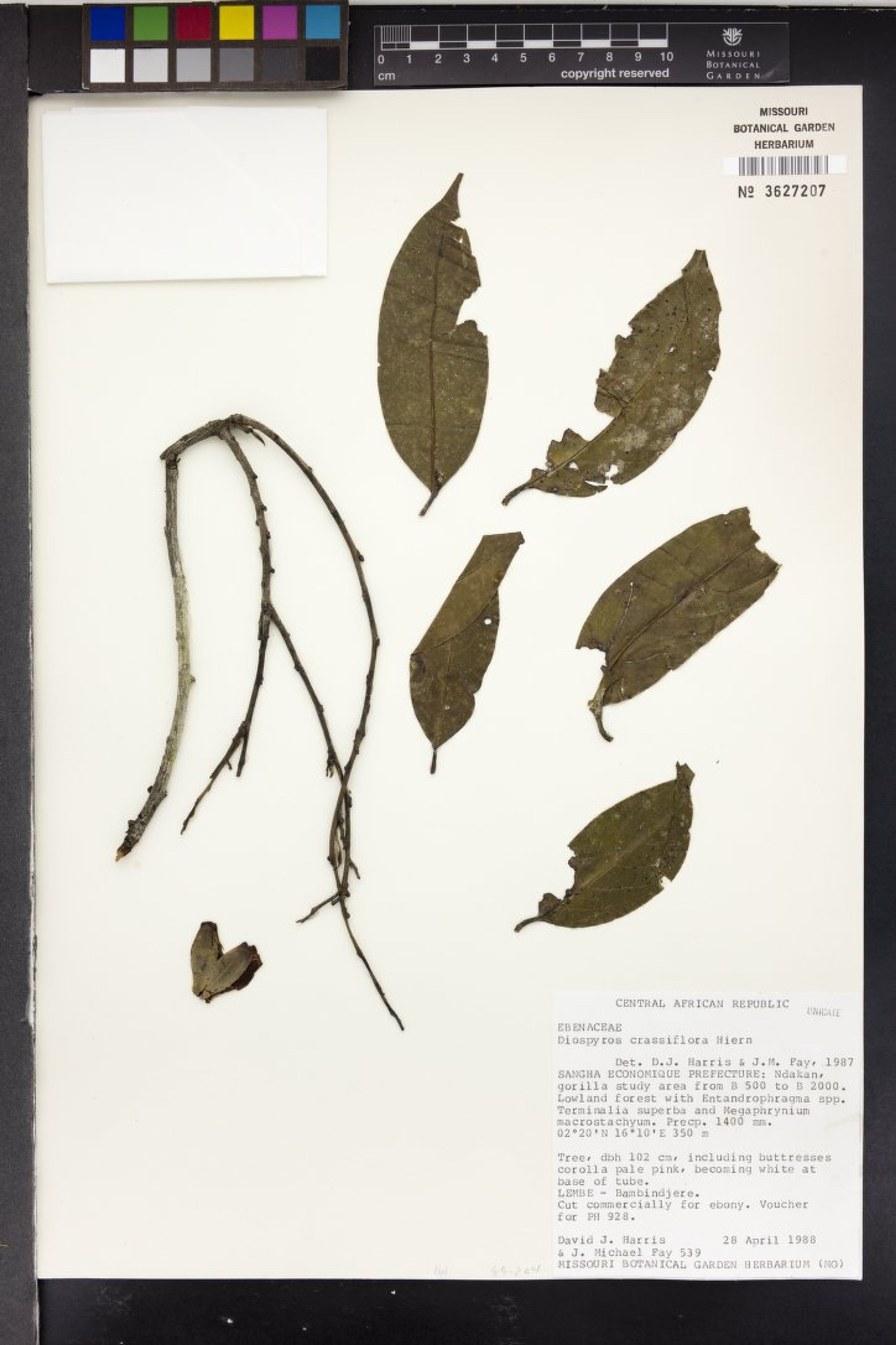 Diospyros crassiflora - 16