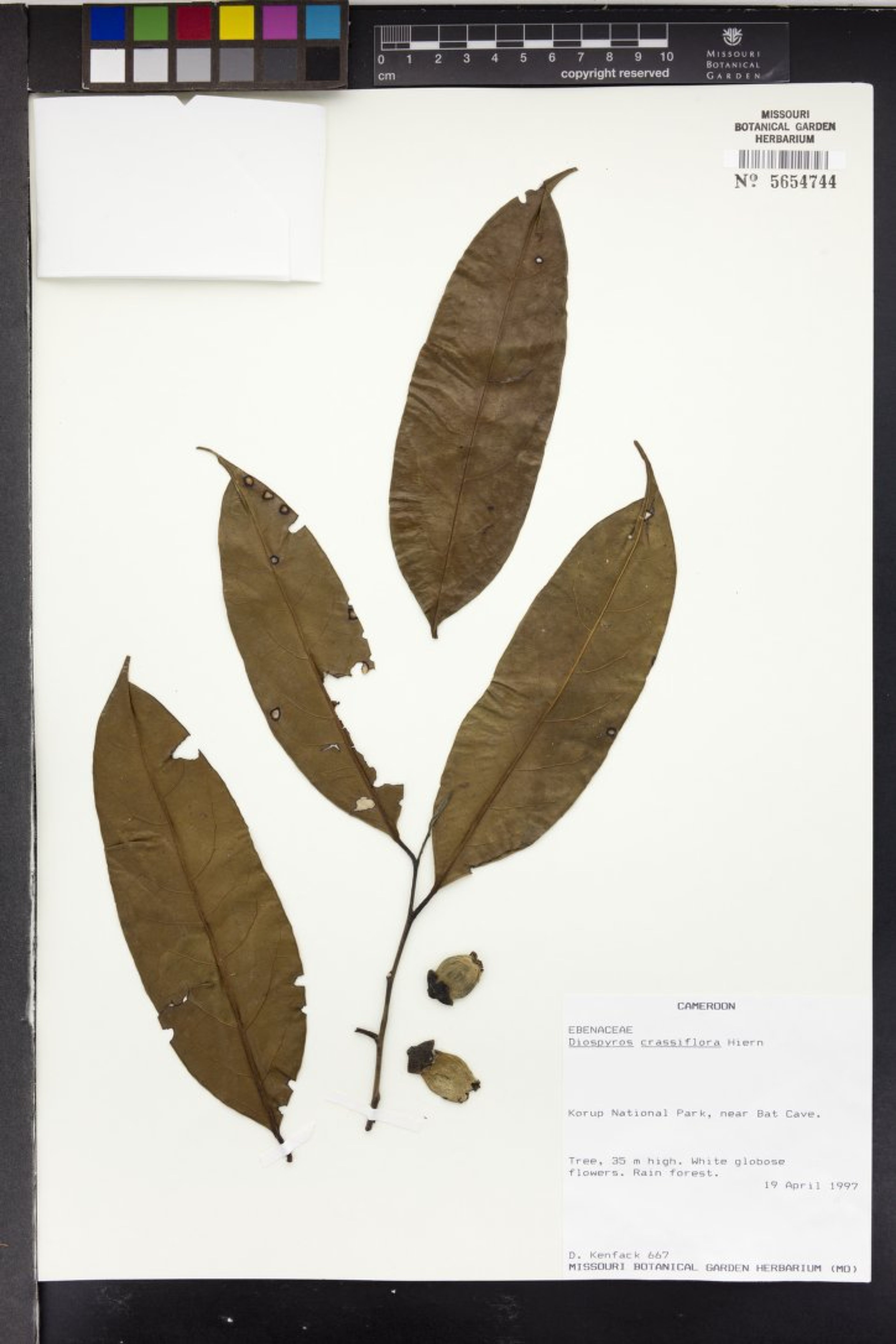 Diospyros crassiflora - 47