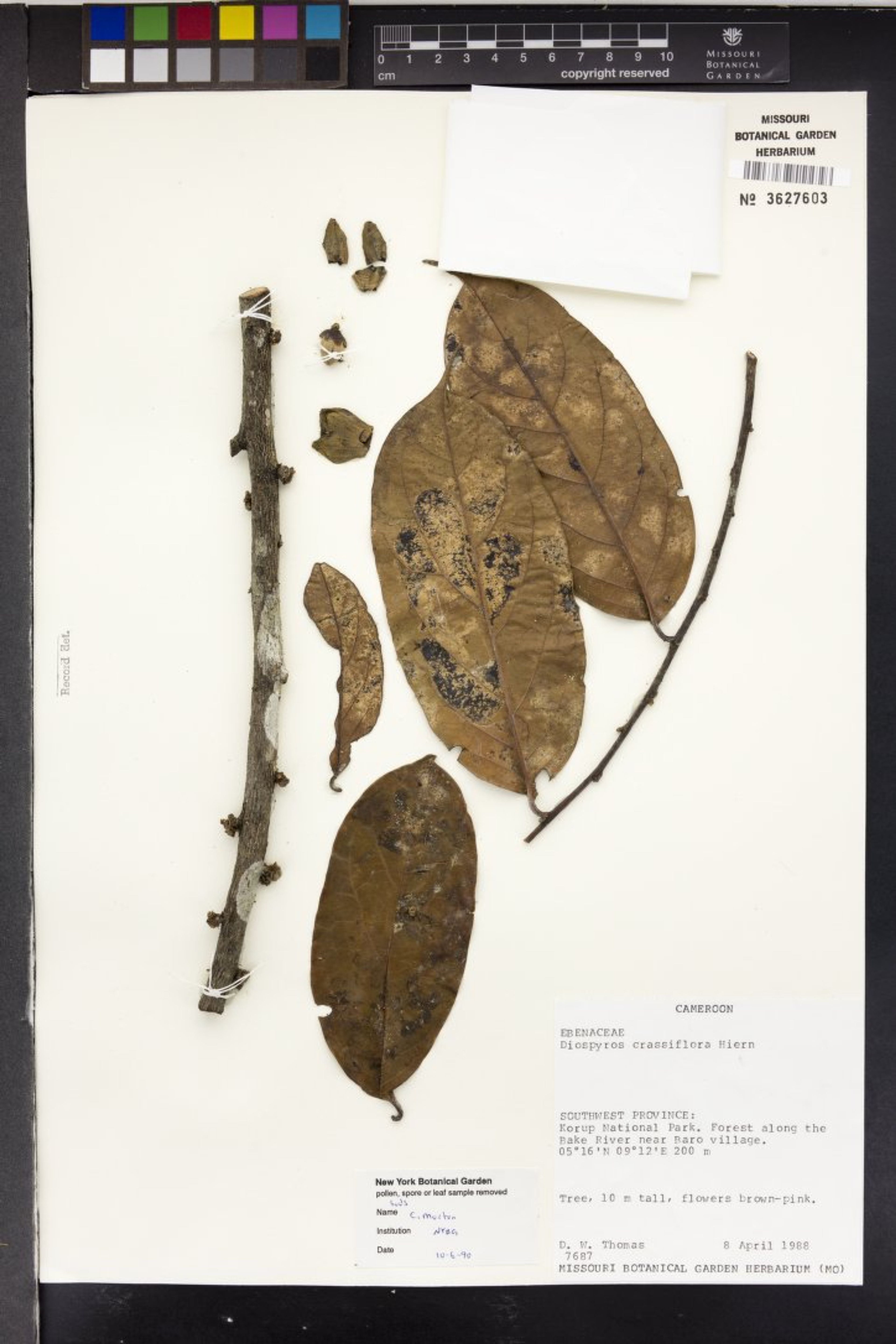 Diospyros crassiflora - 78