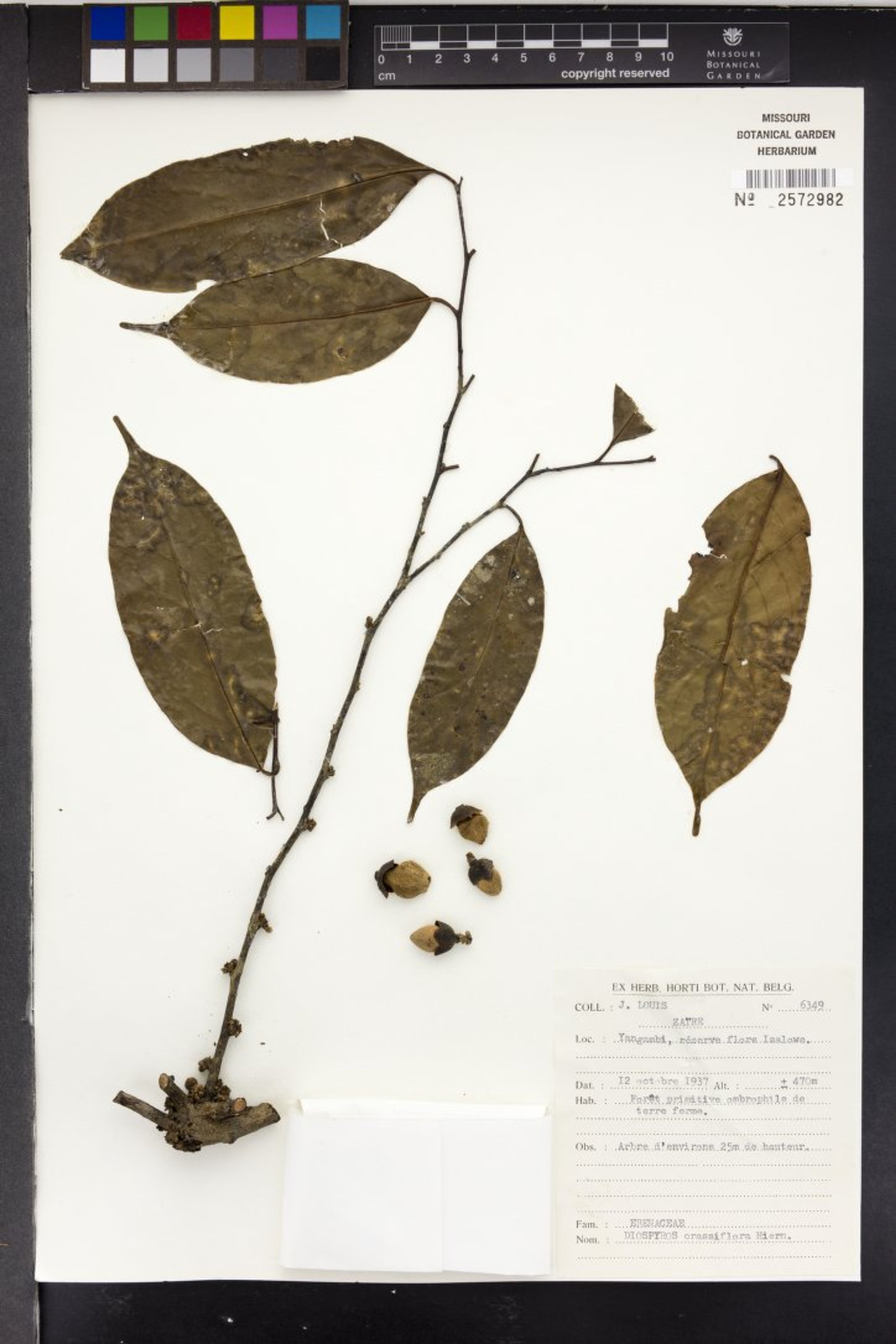 Diospyros crassiflora - 42
