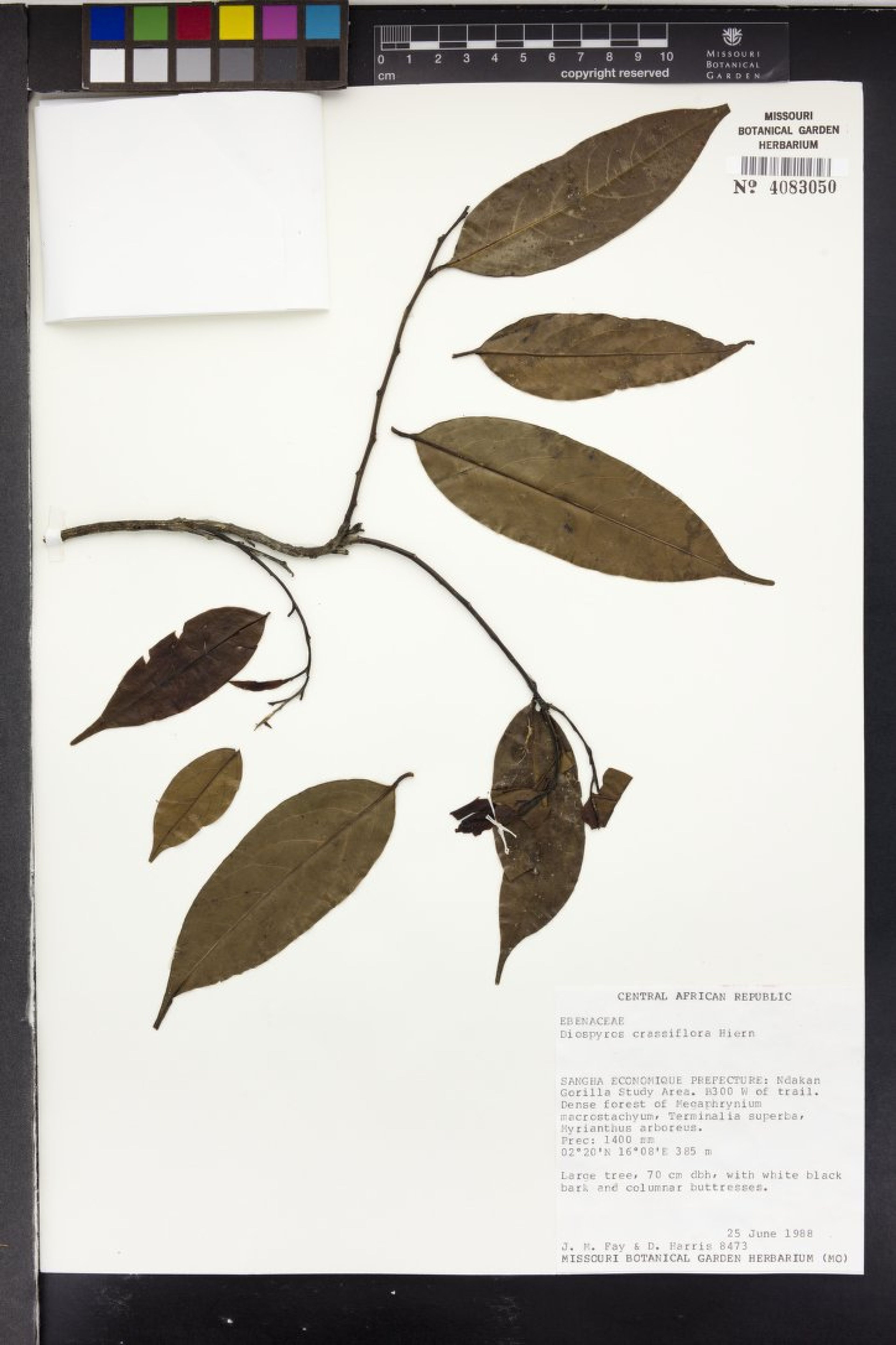 Diospyros crassiflora - 57