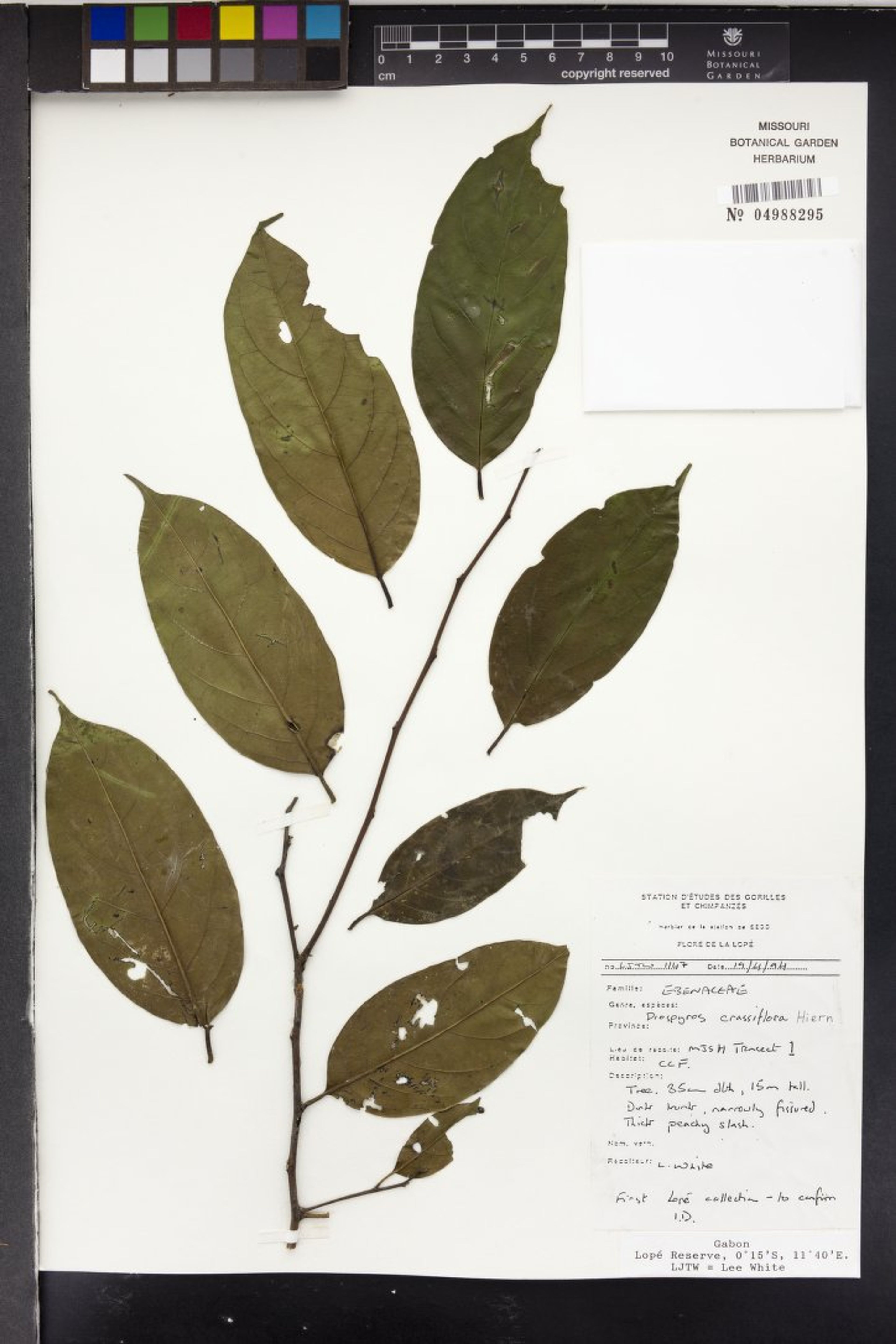 Diospyros crassiflora - 86