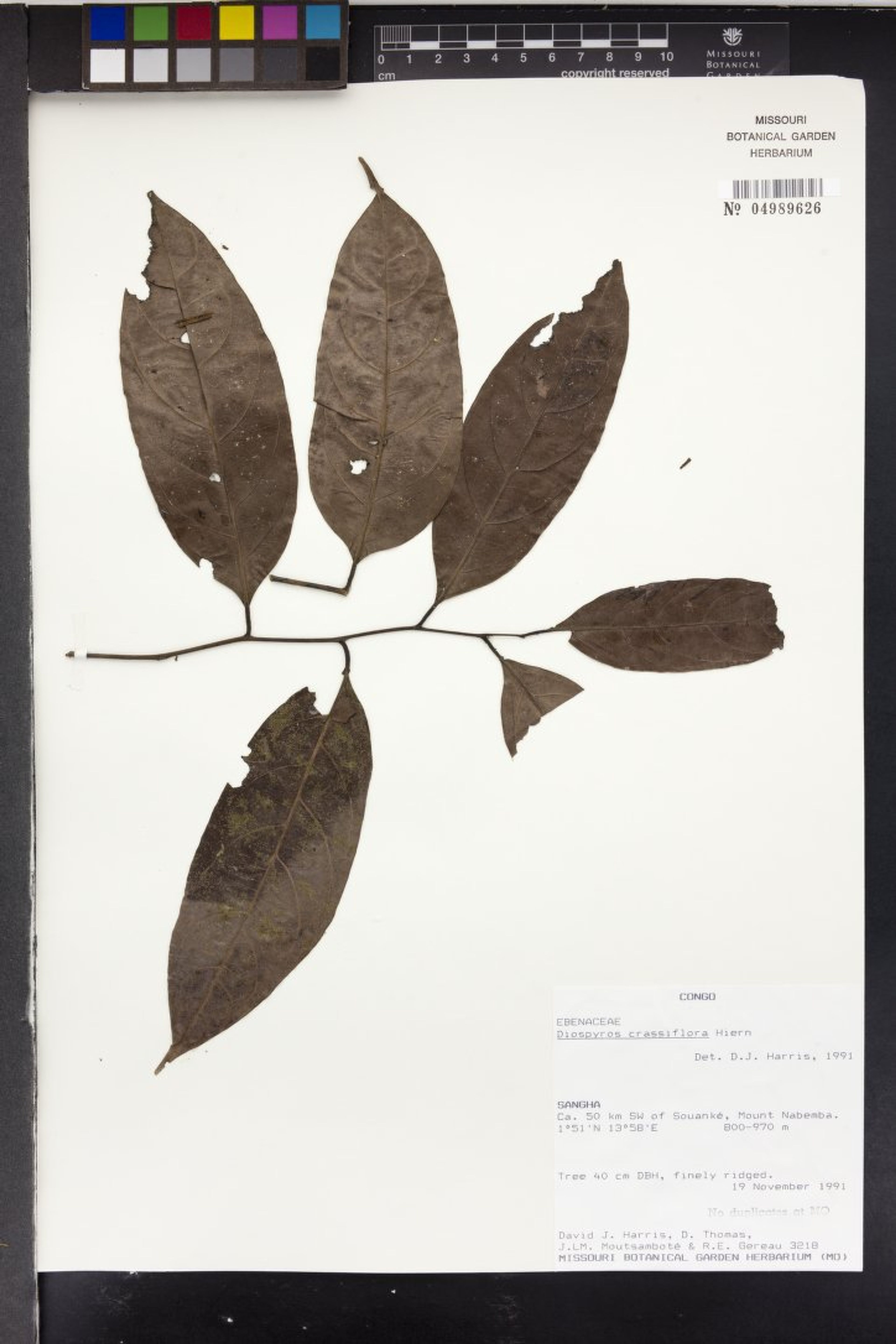 Diospyros crassiflora - 55