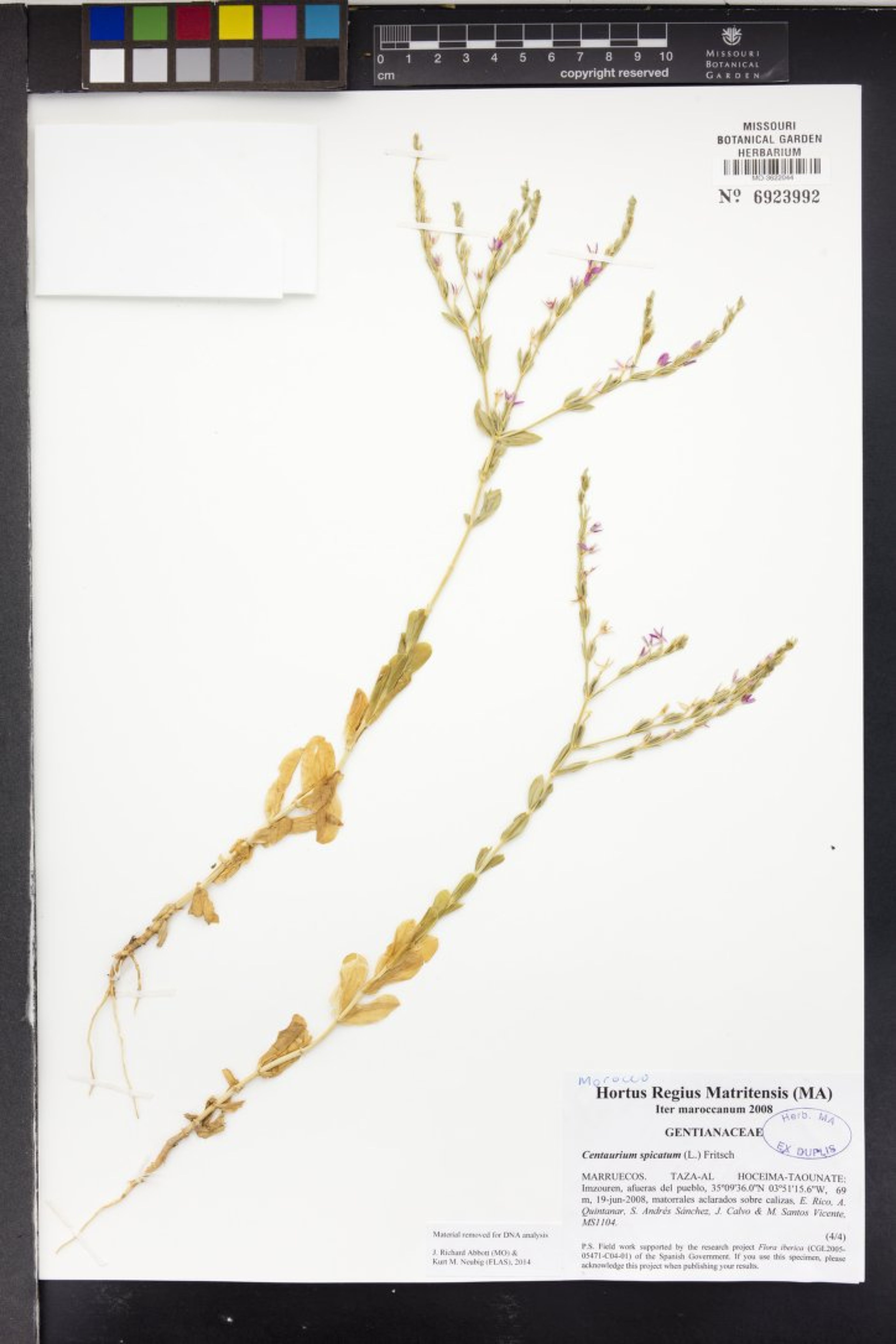 Centaurium spicatum - 74