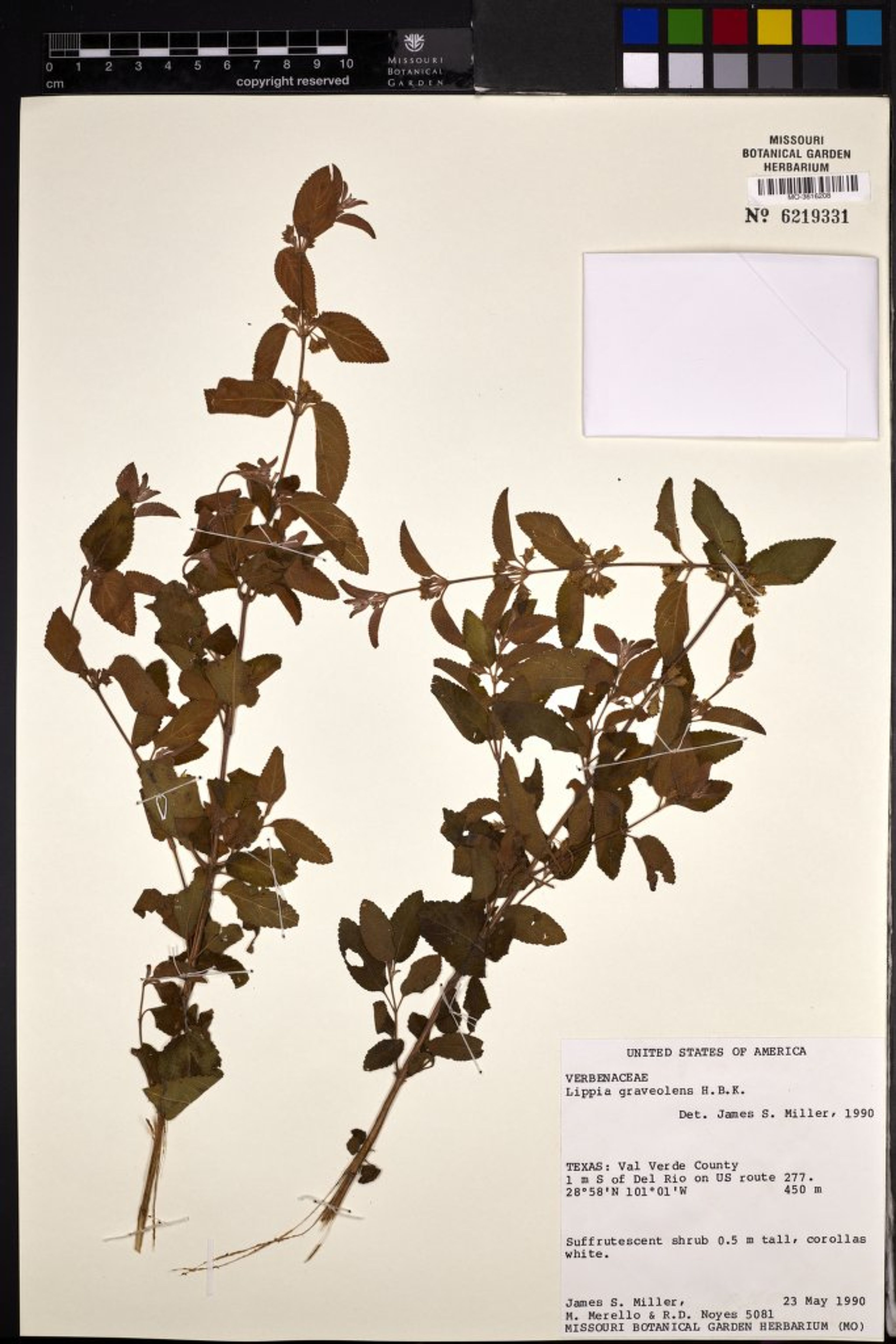 Lippia graveolens - 47