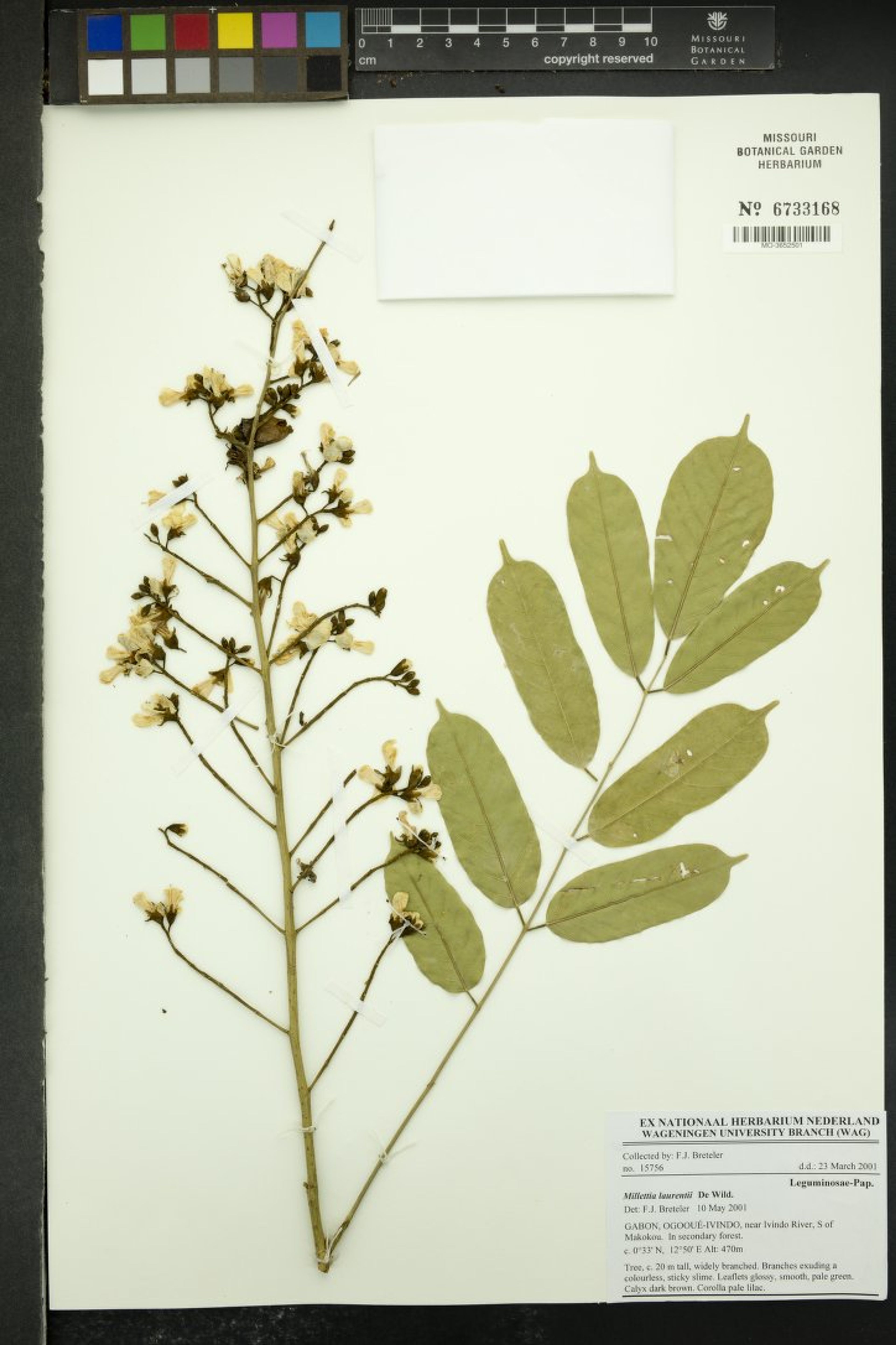 Millettia laurentii - 21