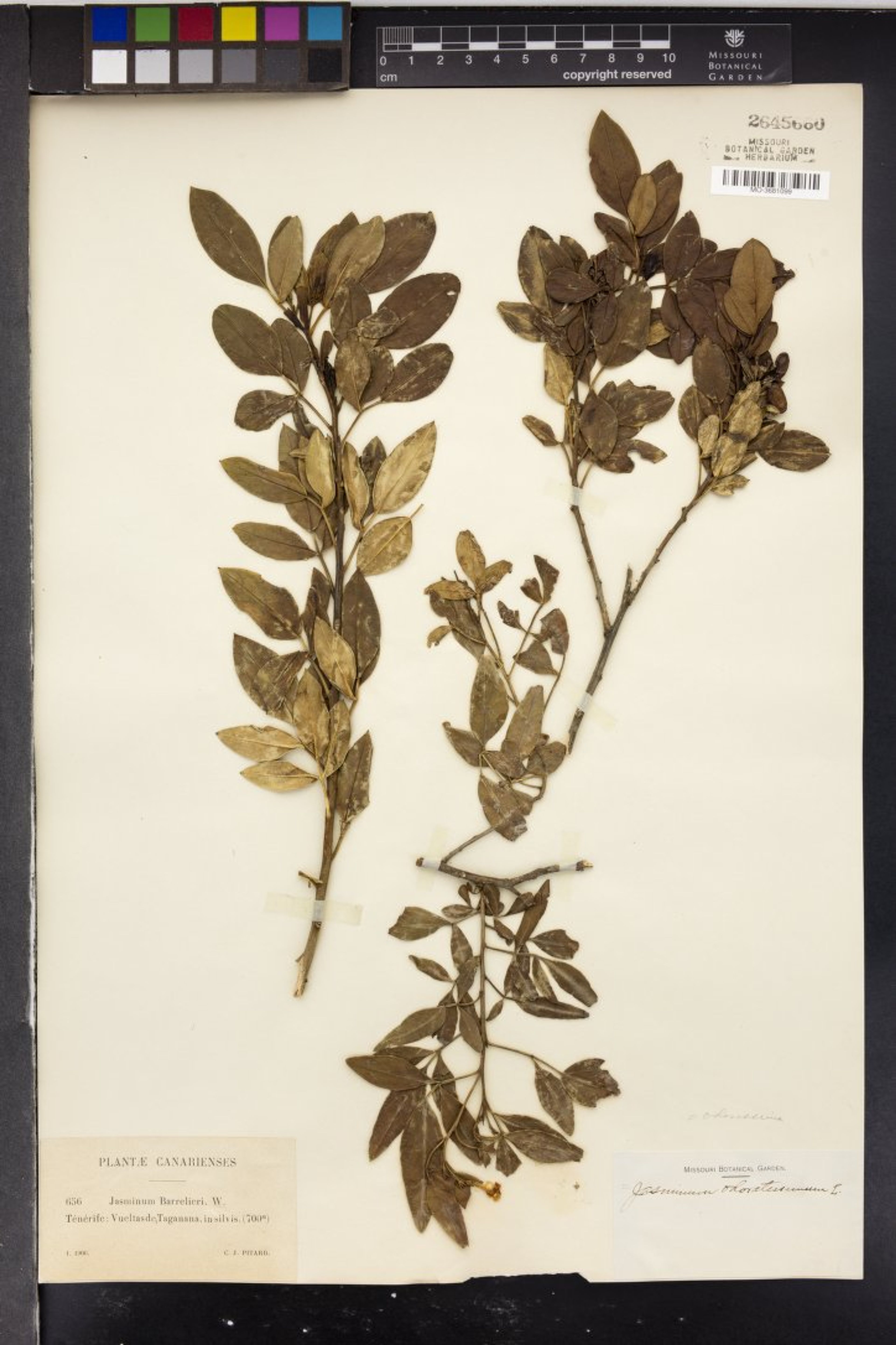 Jasminum odoratissimum - 15