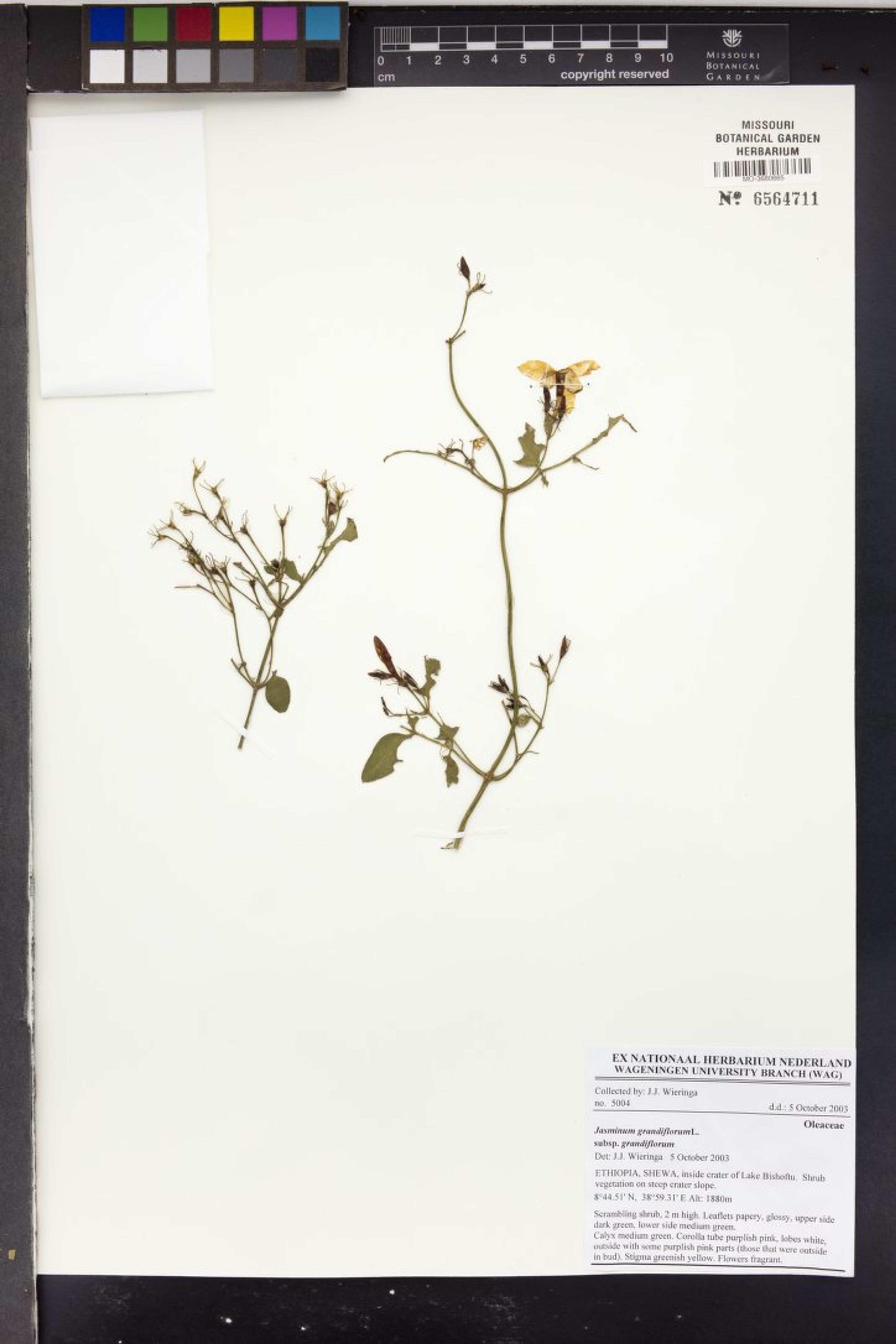 Jasminum grandiflorum - 37
