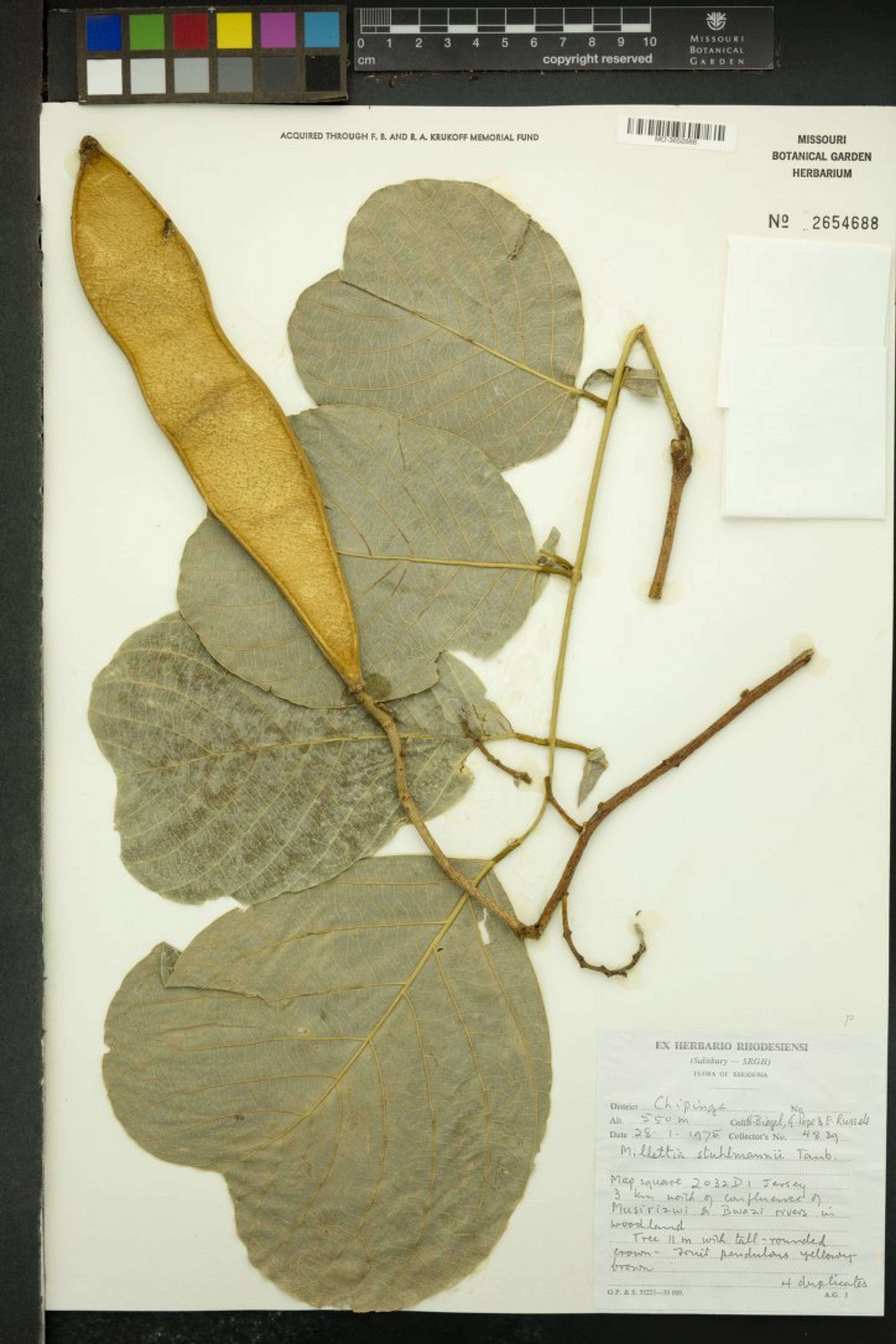 Millettia stuhlmannii - 61