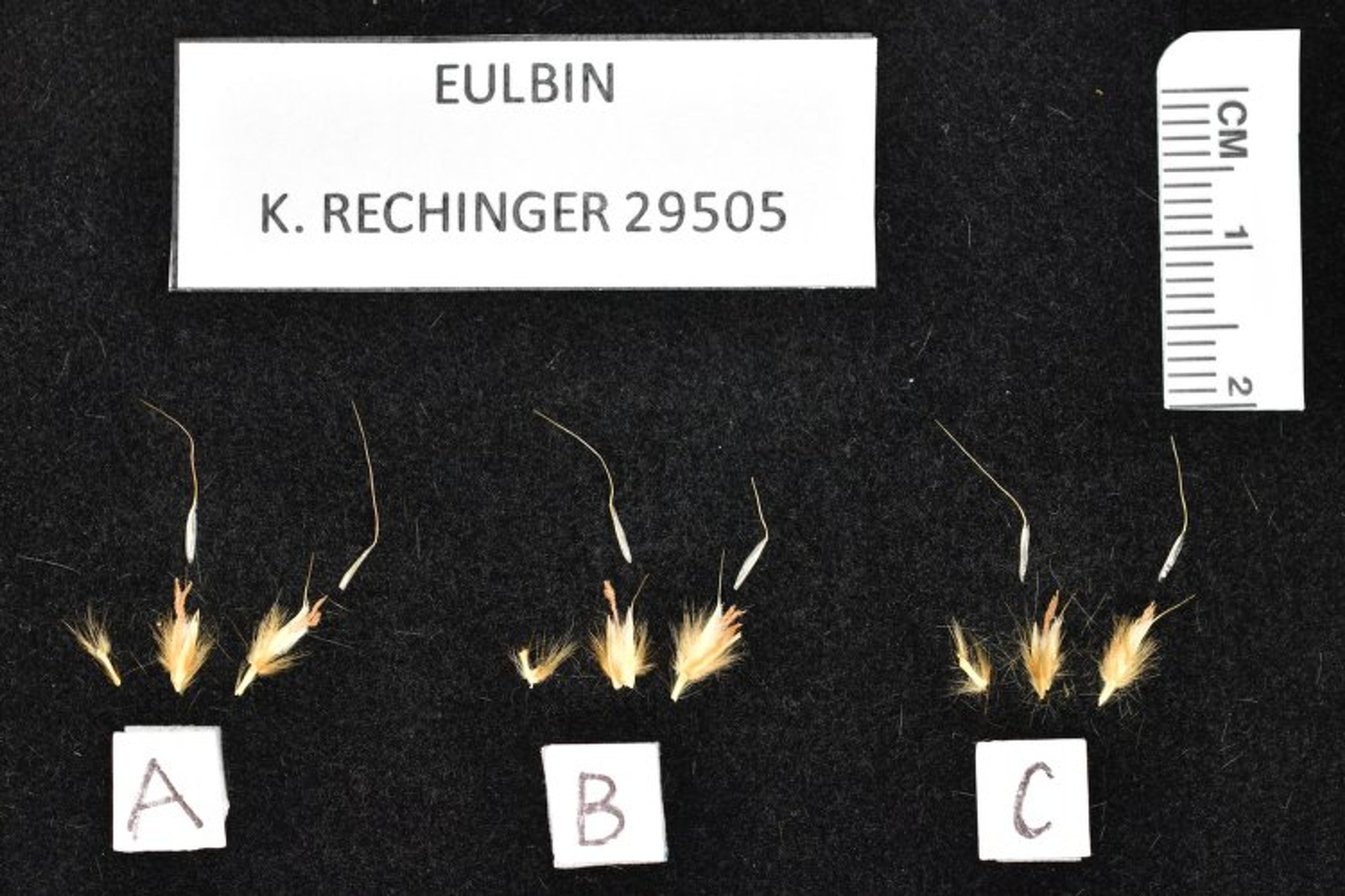Eulaliopsis binata - 6