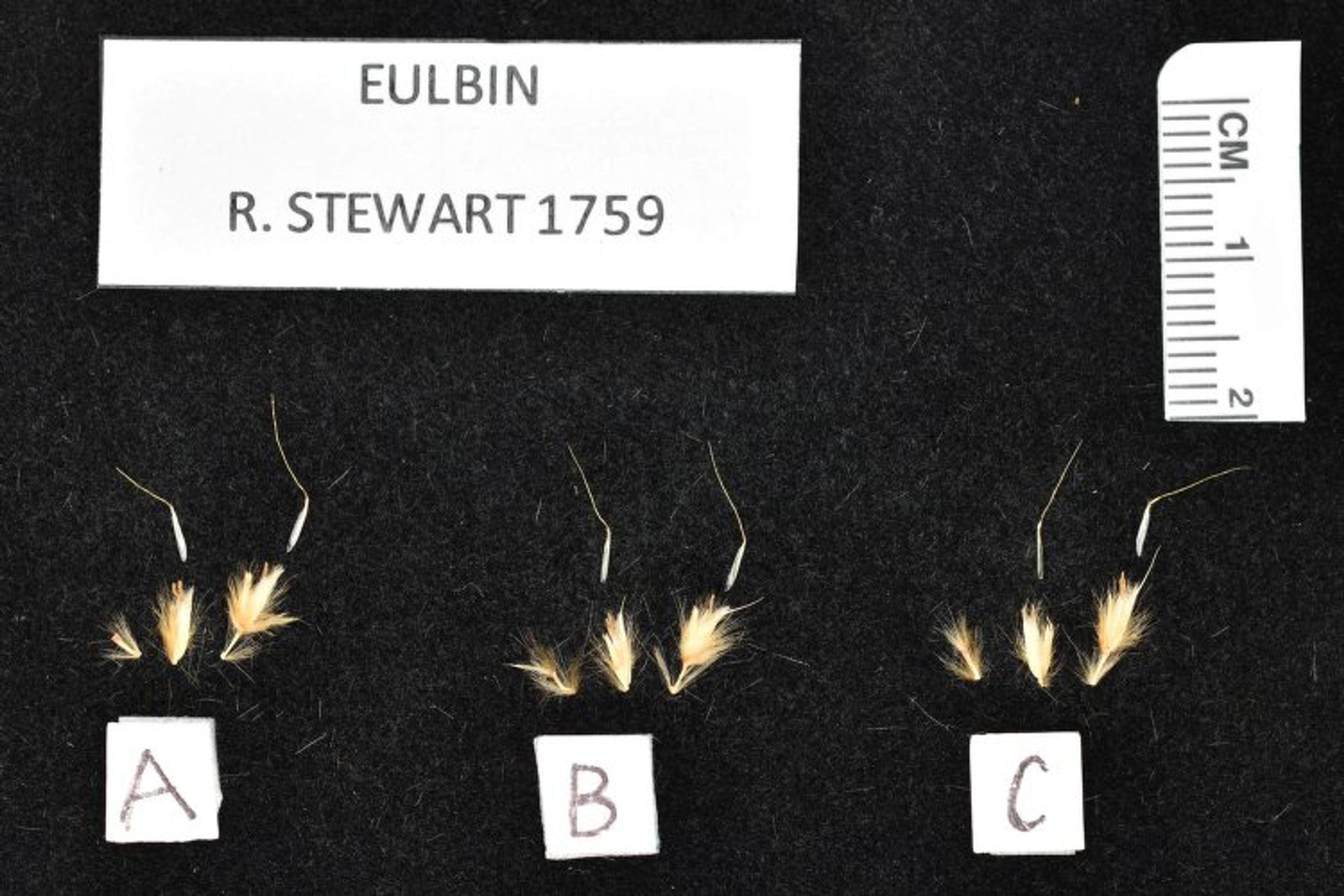 Eulaliopsis binata - 46