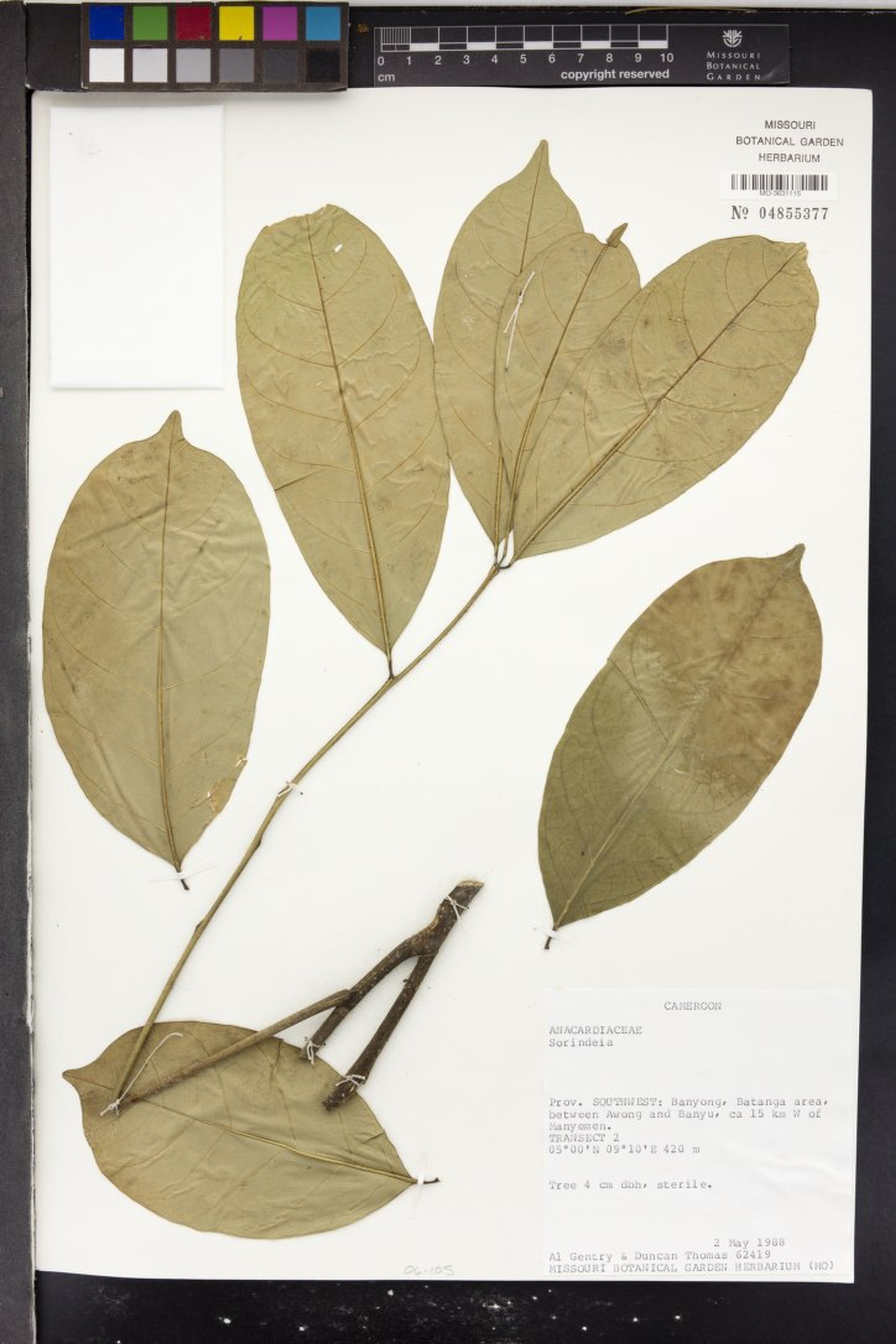 Entandrophragma angolense - 25