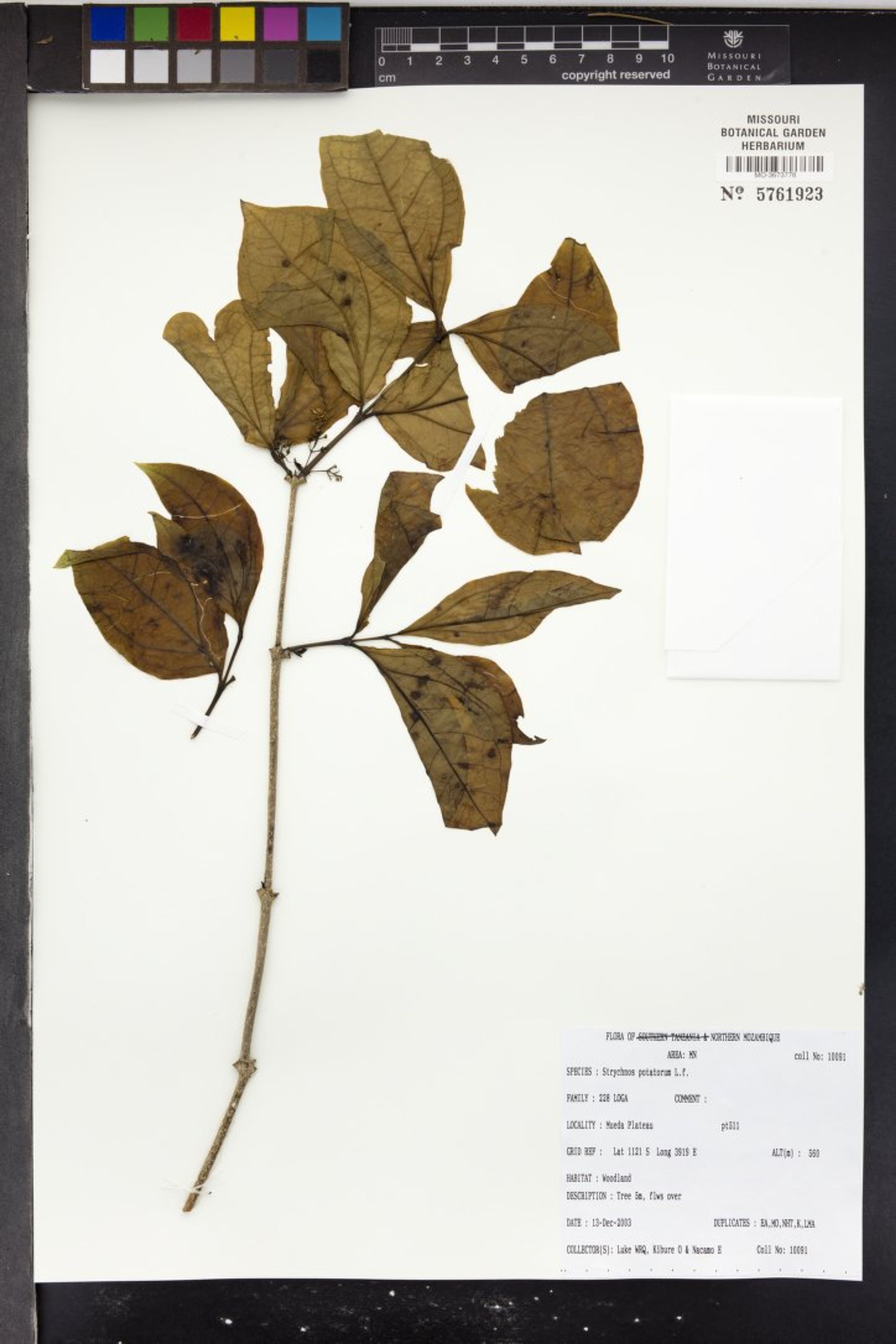 Strychnos potatorum - 20