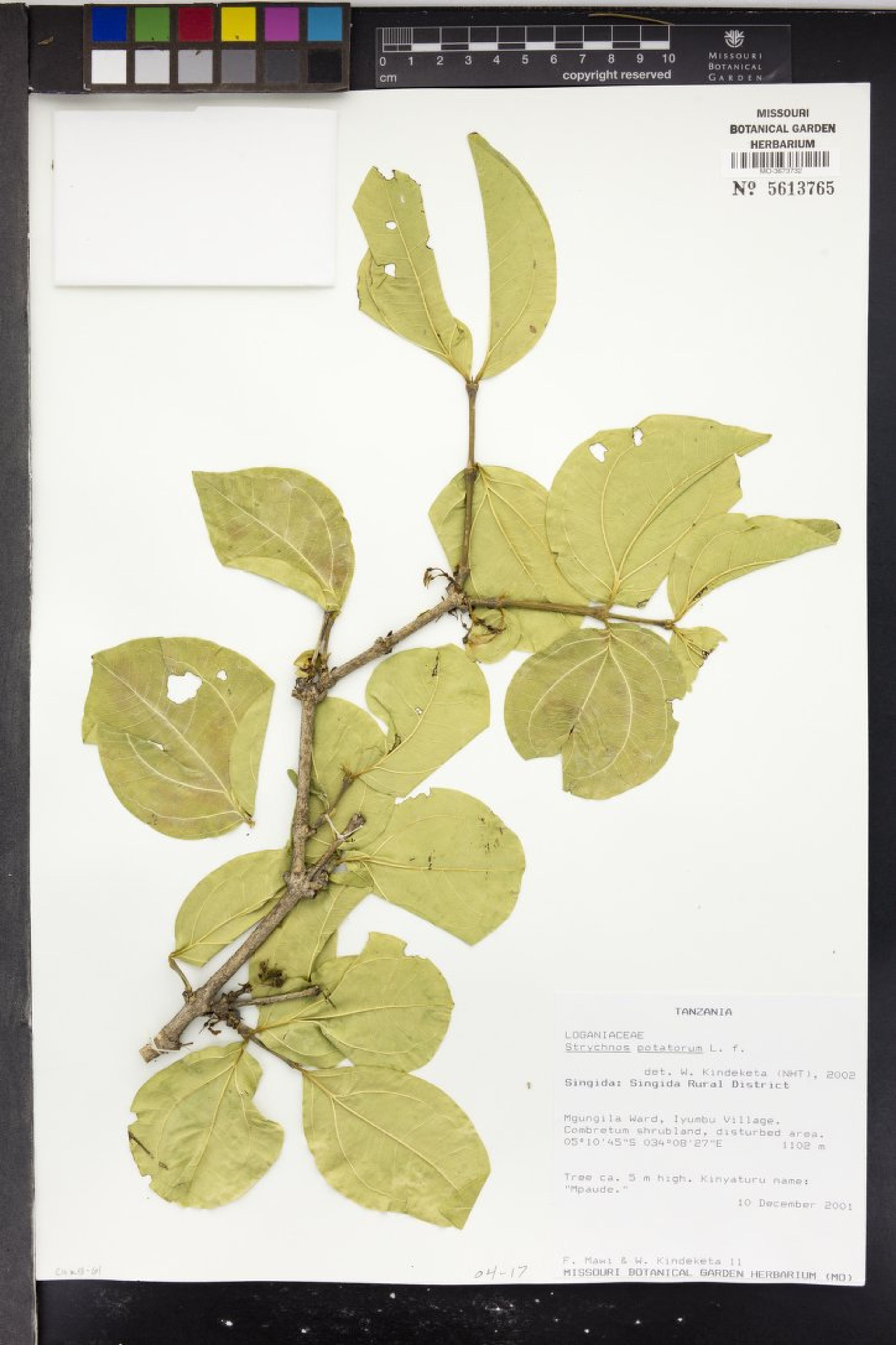 Strychnos potatorum - 45