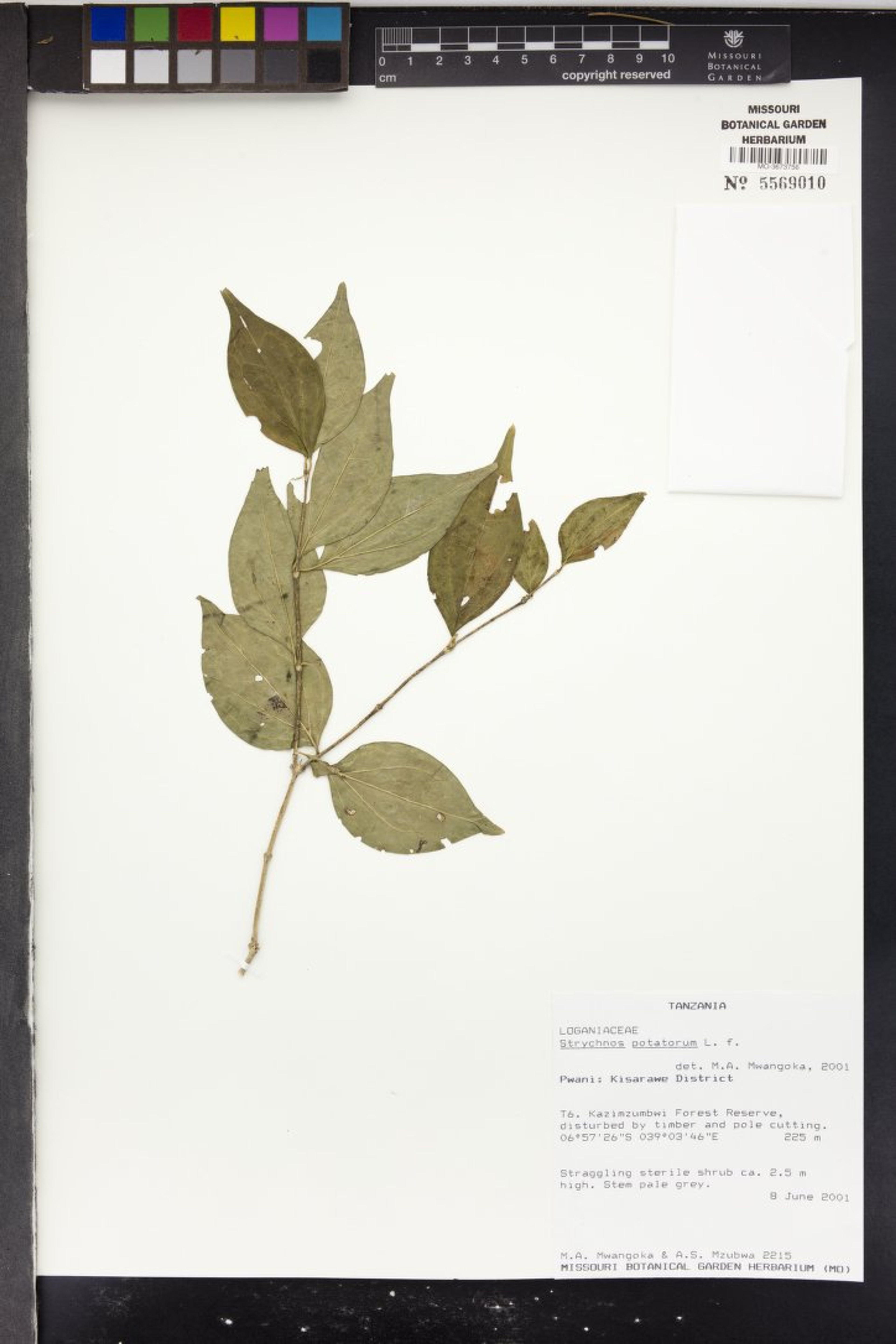 Strychnos potatorum - 70
