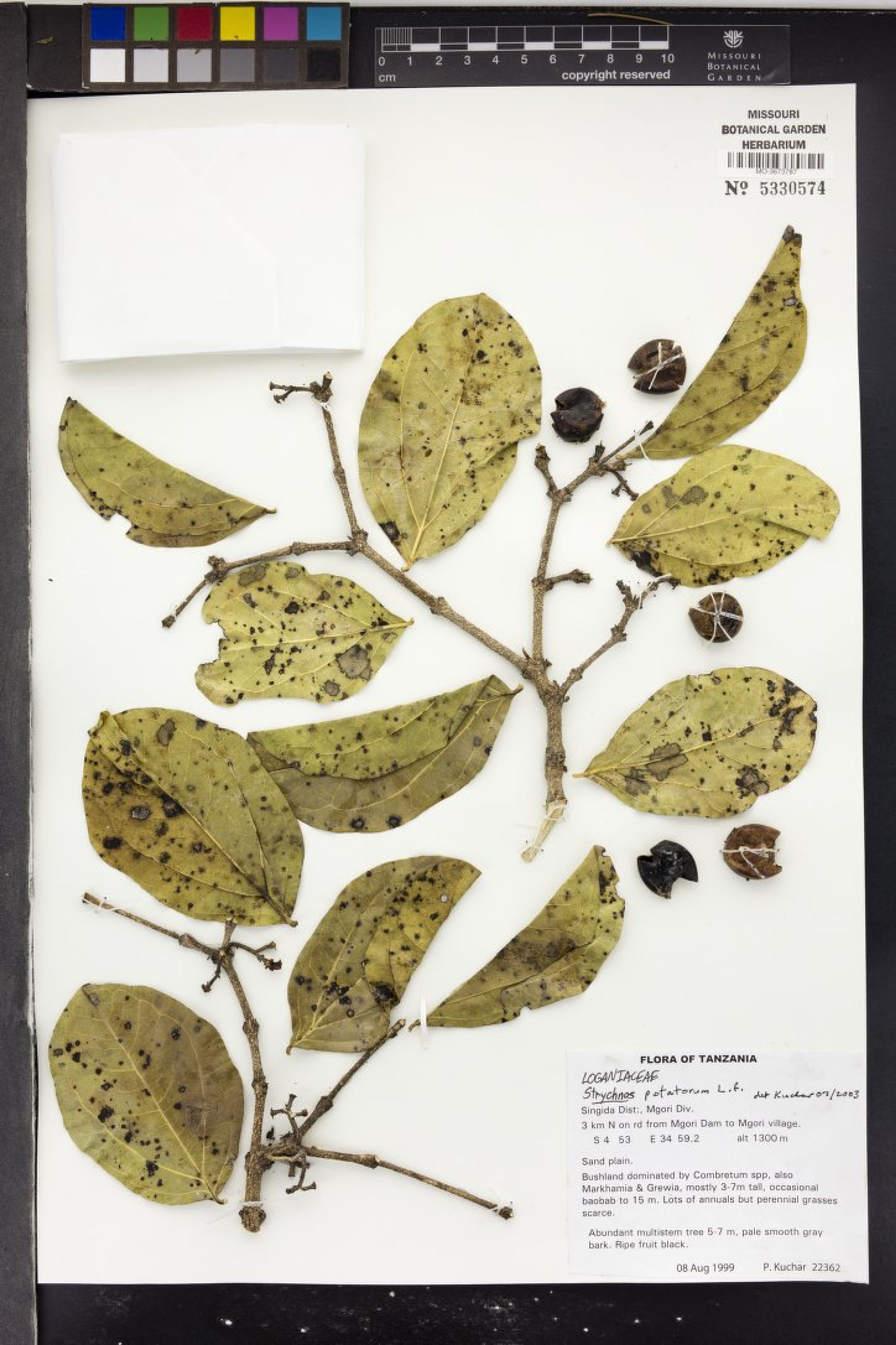 Strychnos potatorum - 47