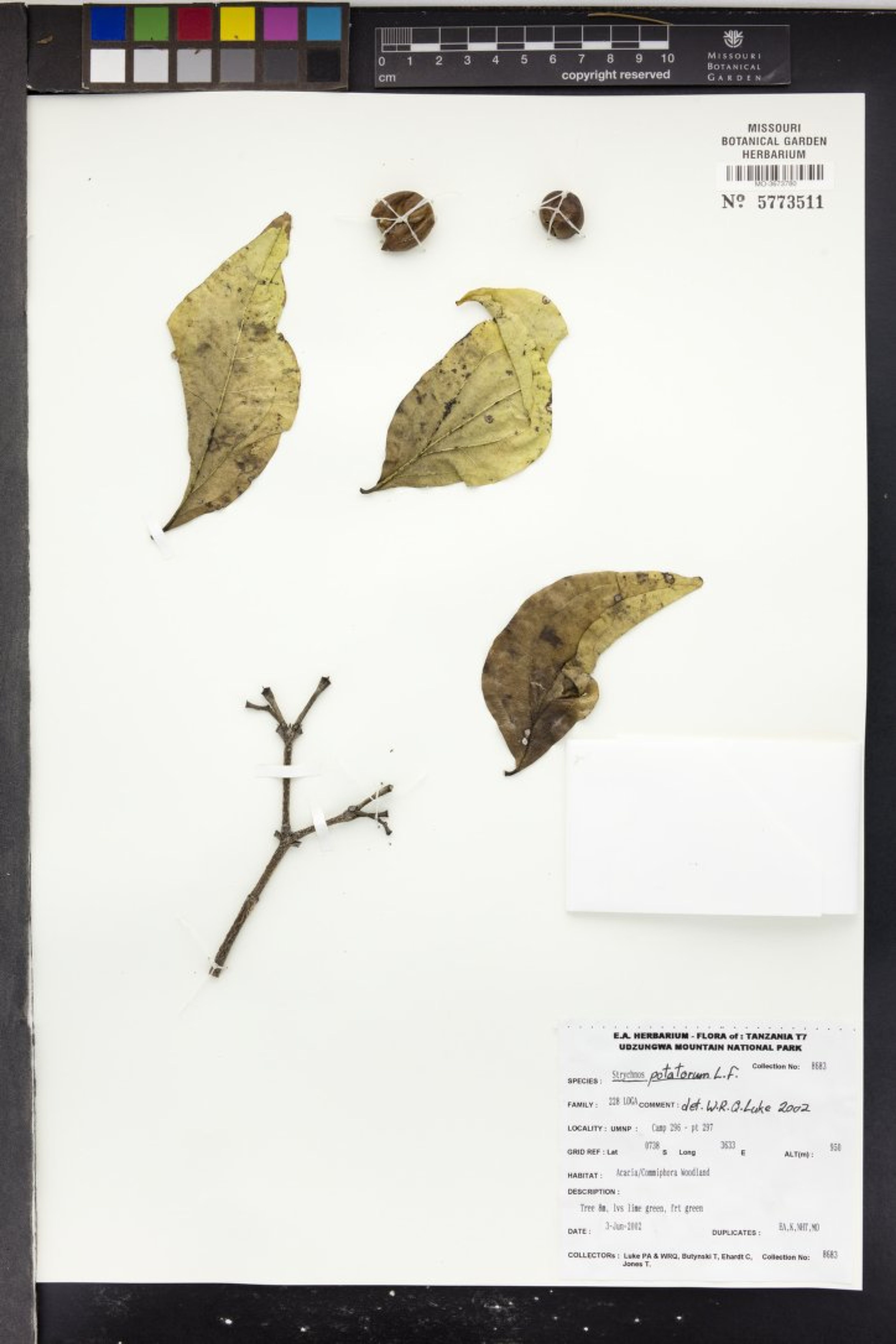 Strychnos potatorum - 38