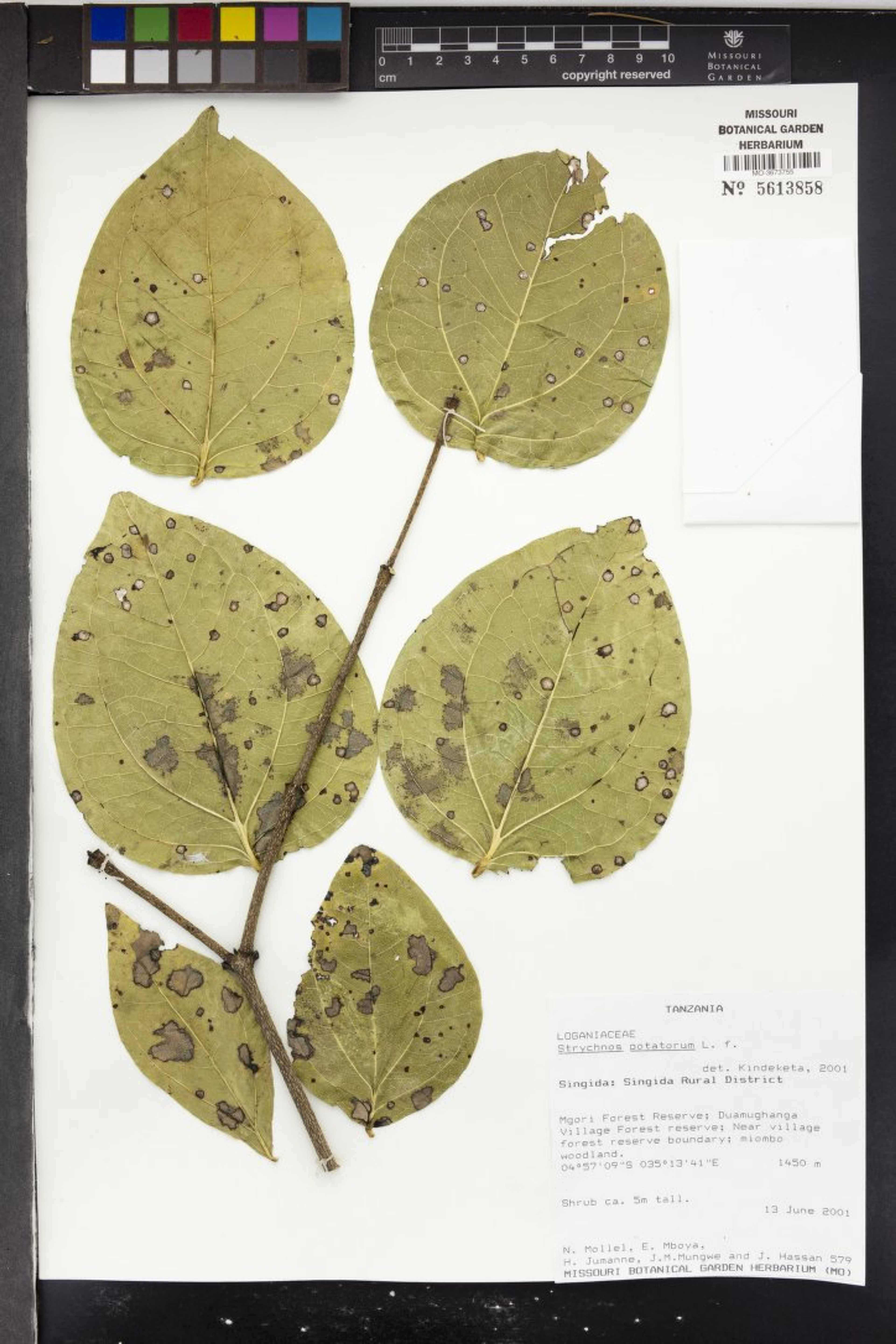 Strychnos potatorum - 129