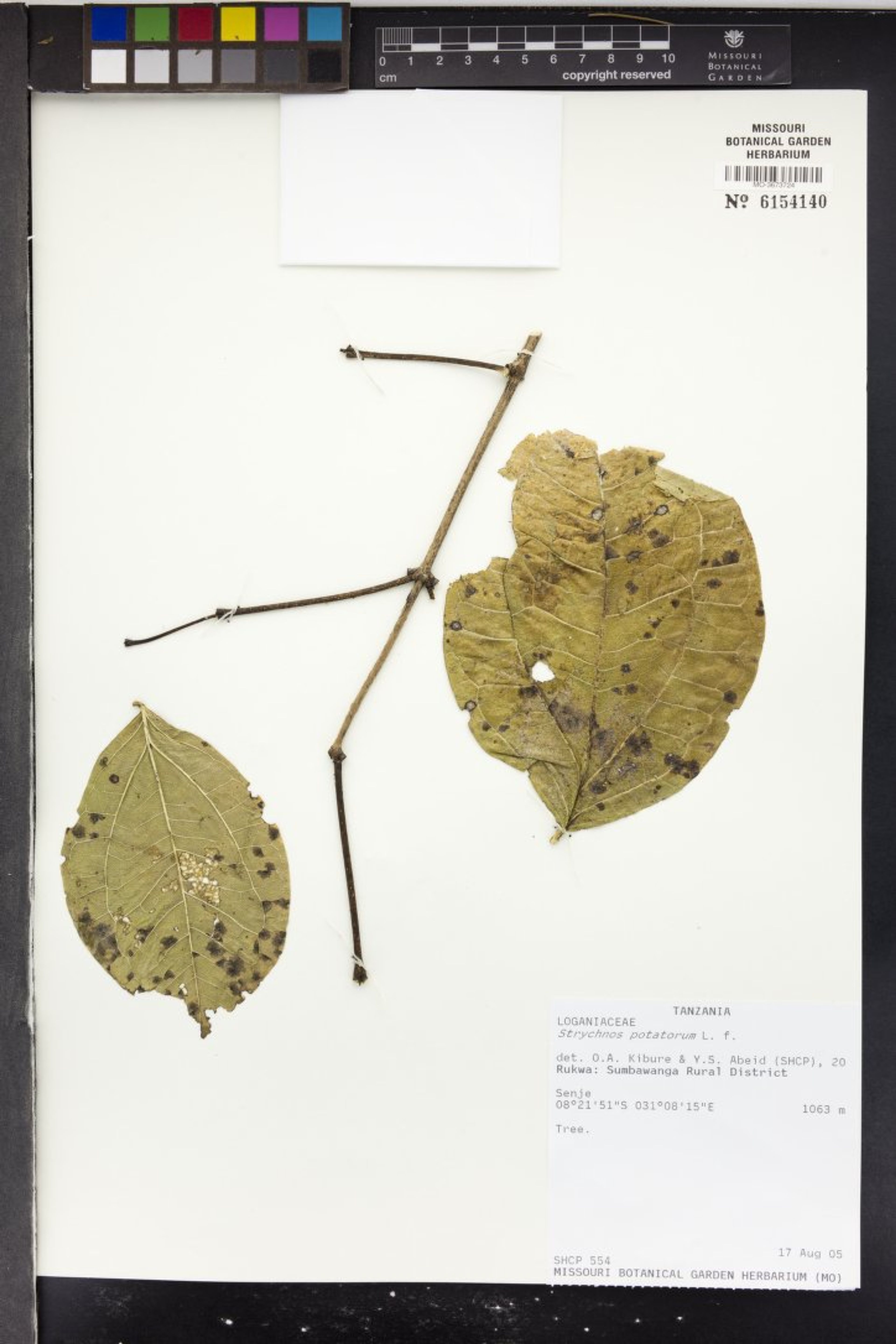 Strychnos potatorum - 137