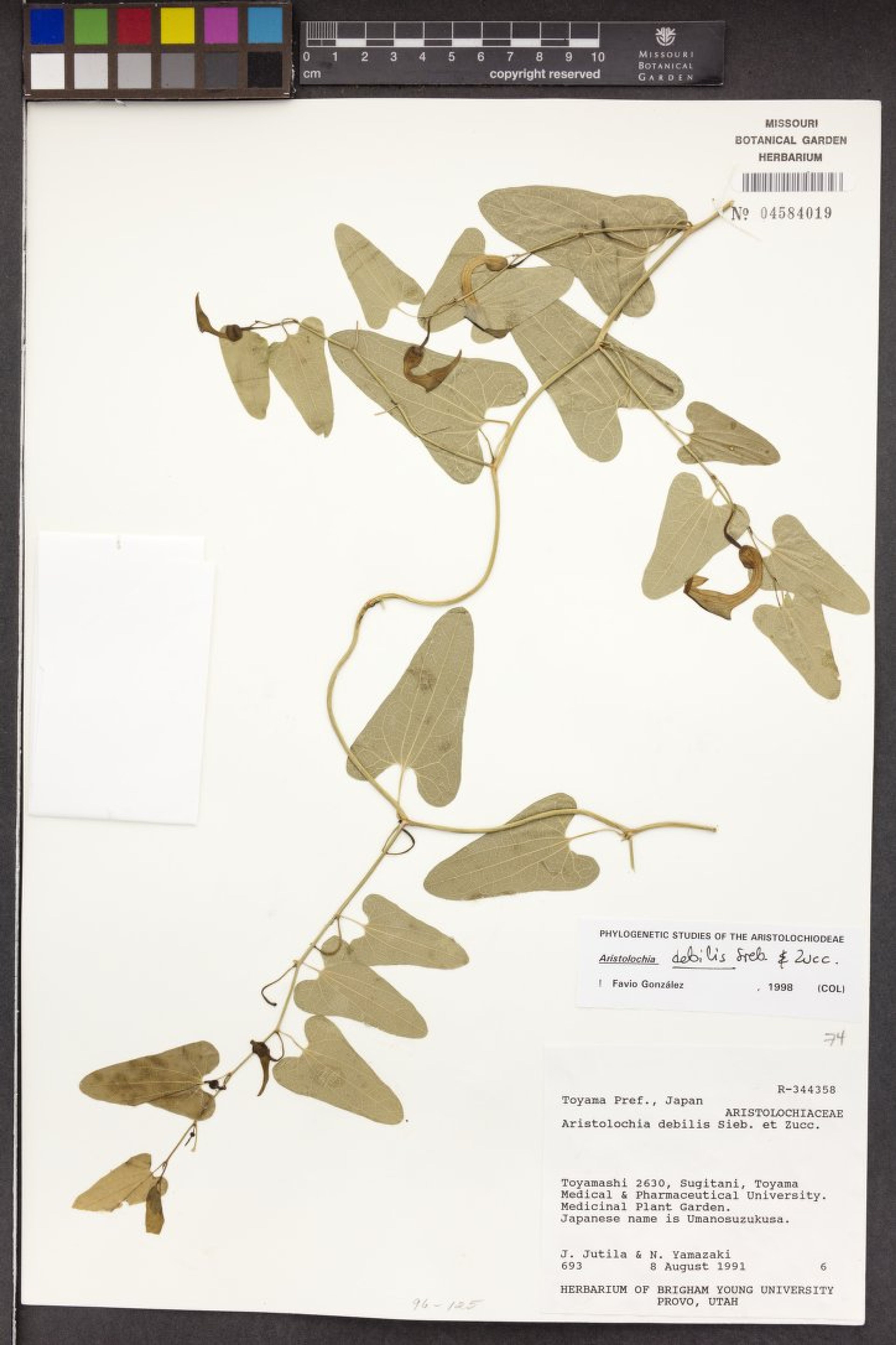Aristolochia debilis - 37