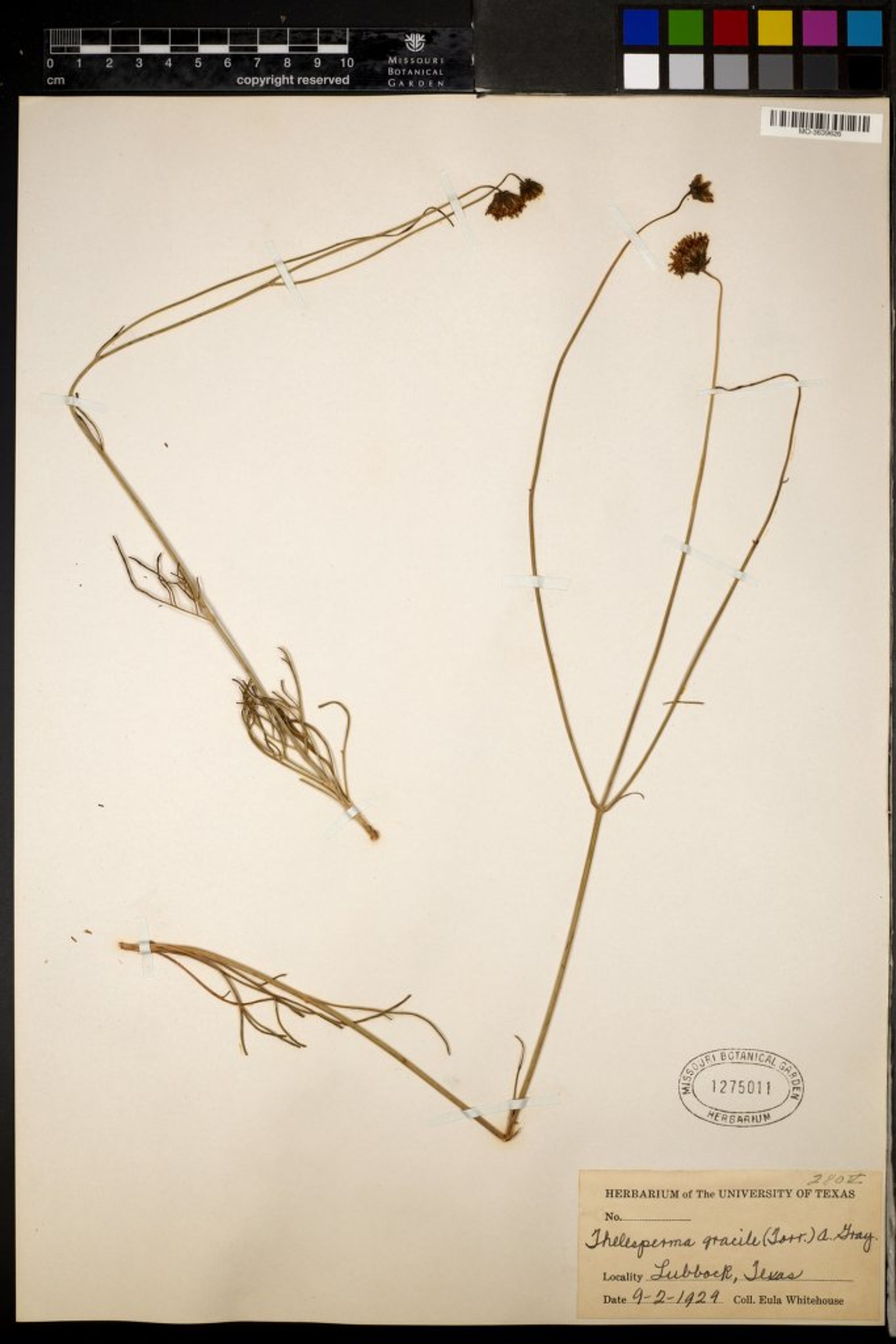 Thelesperma gracile - 9