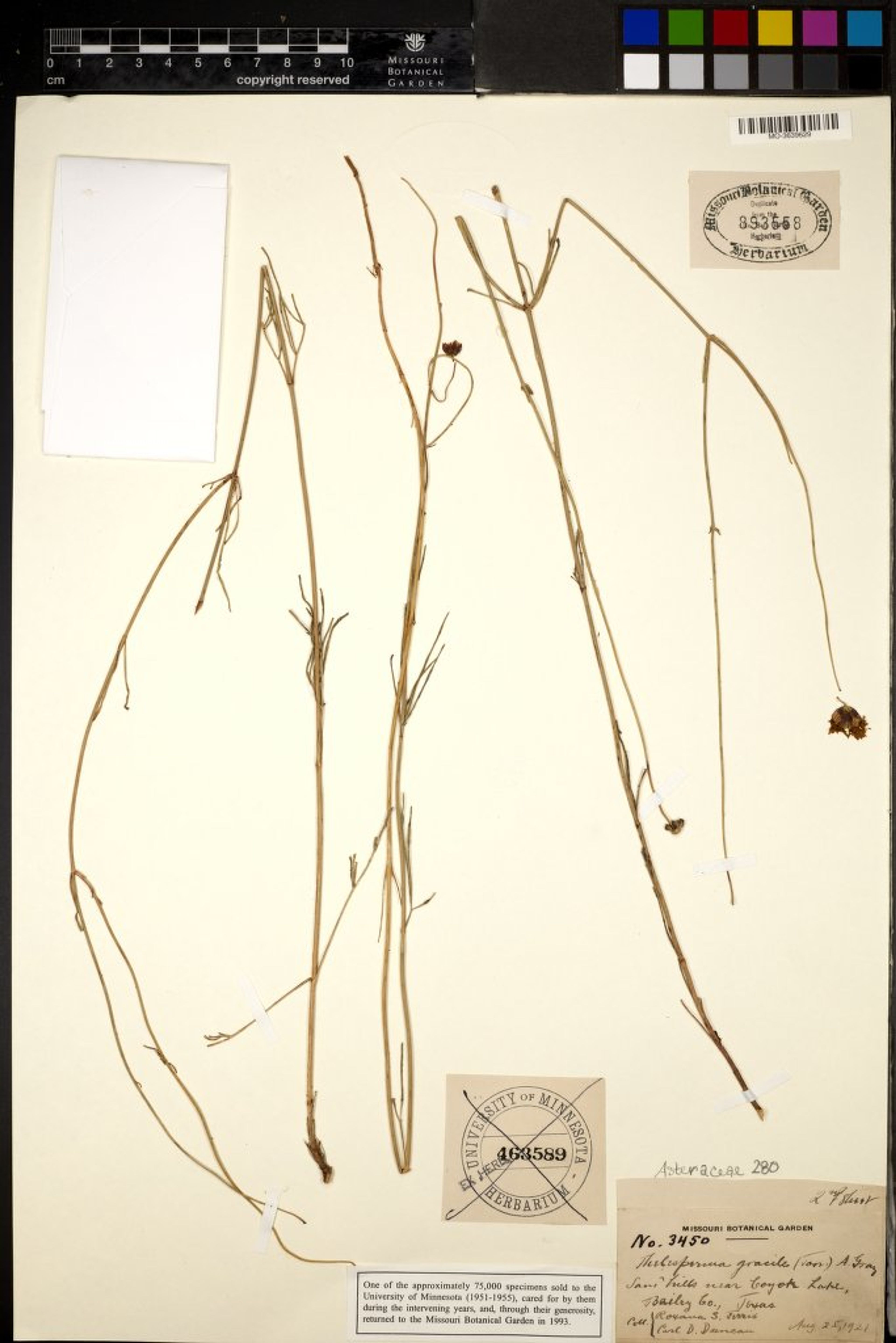 Thelesperma gracile - 2
