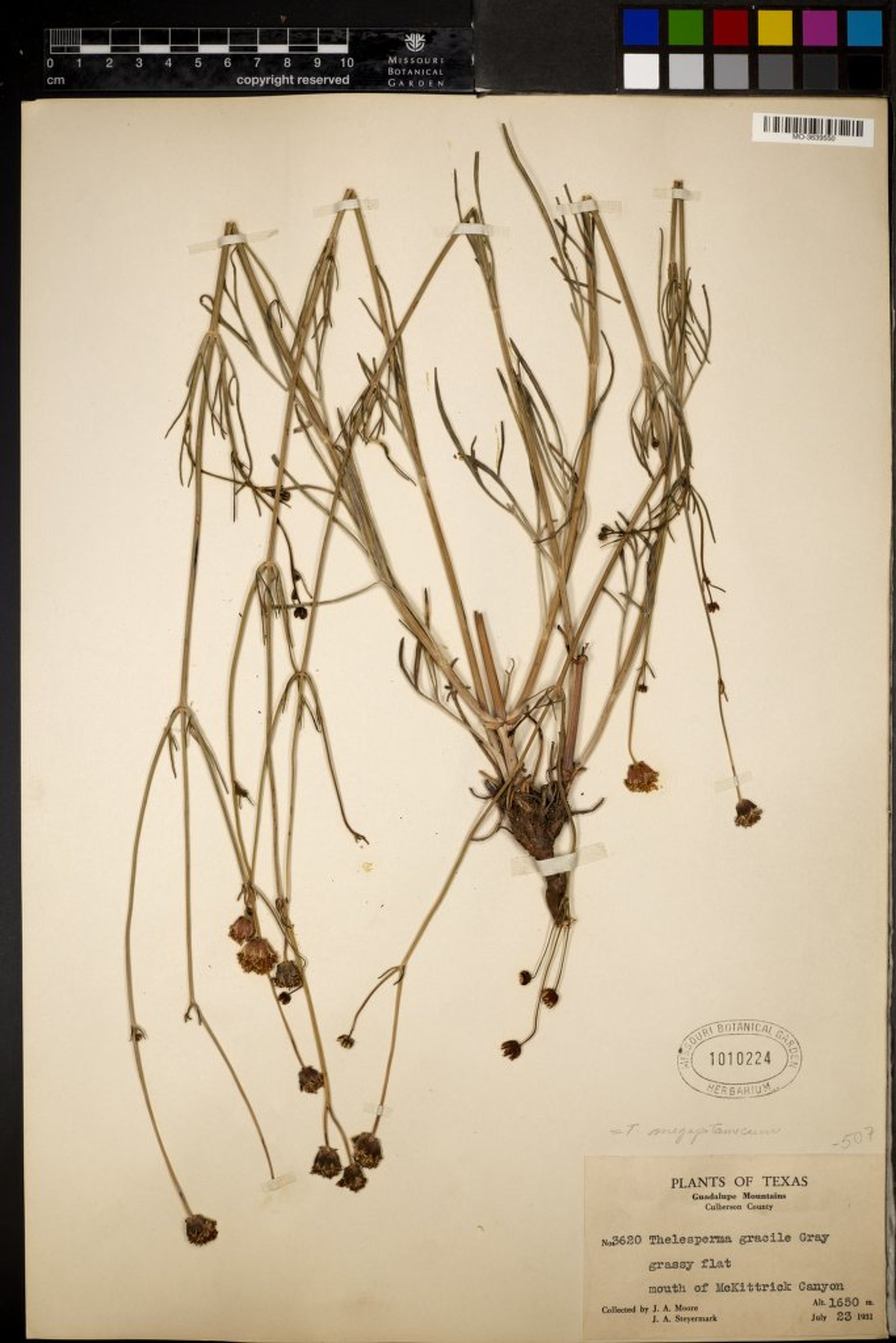Thelesperma gracile - 66