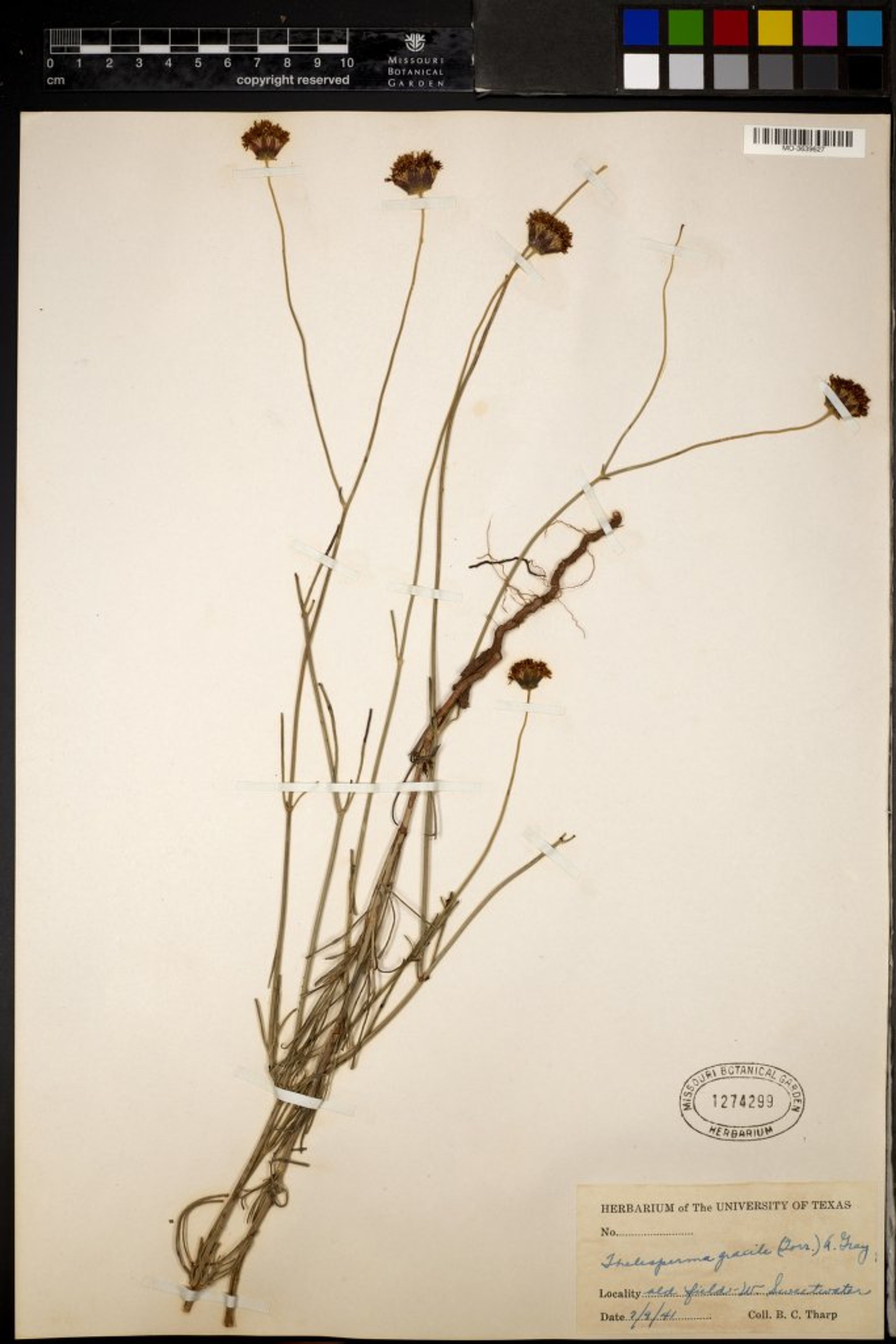 Thelesperma gracile - 30