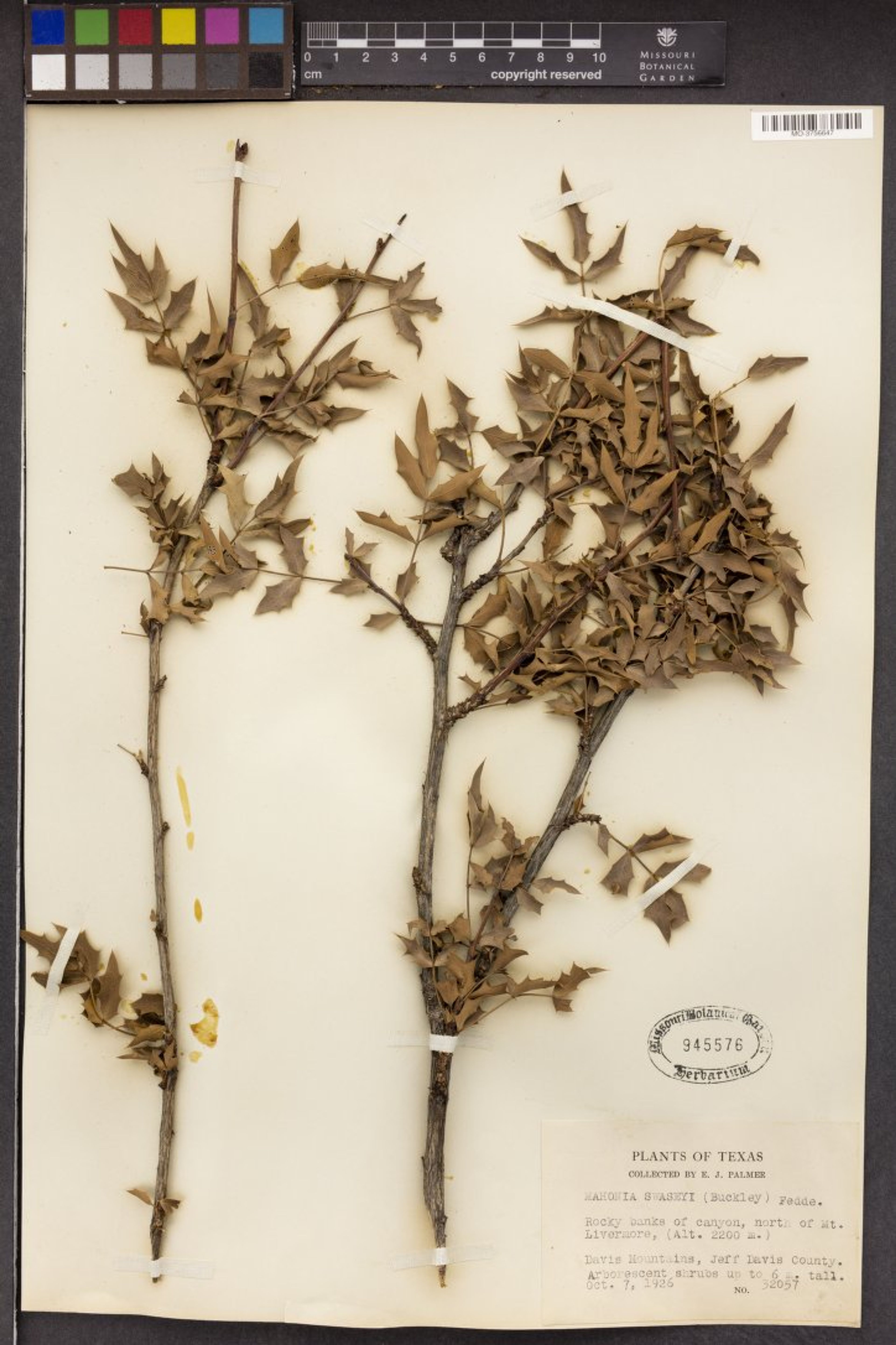 Mahonia swaseyi - 5