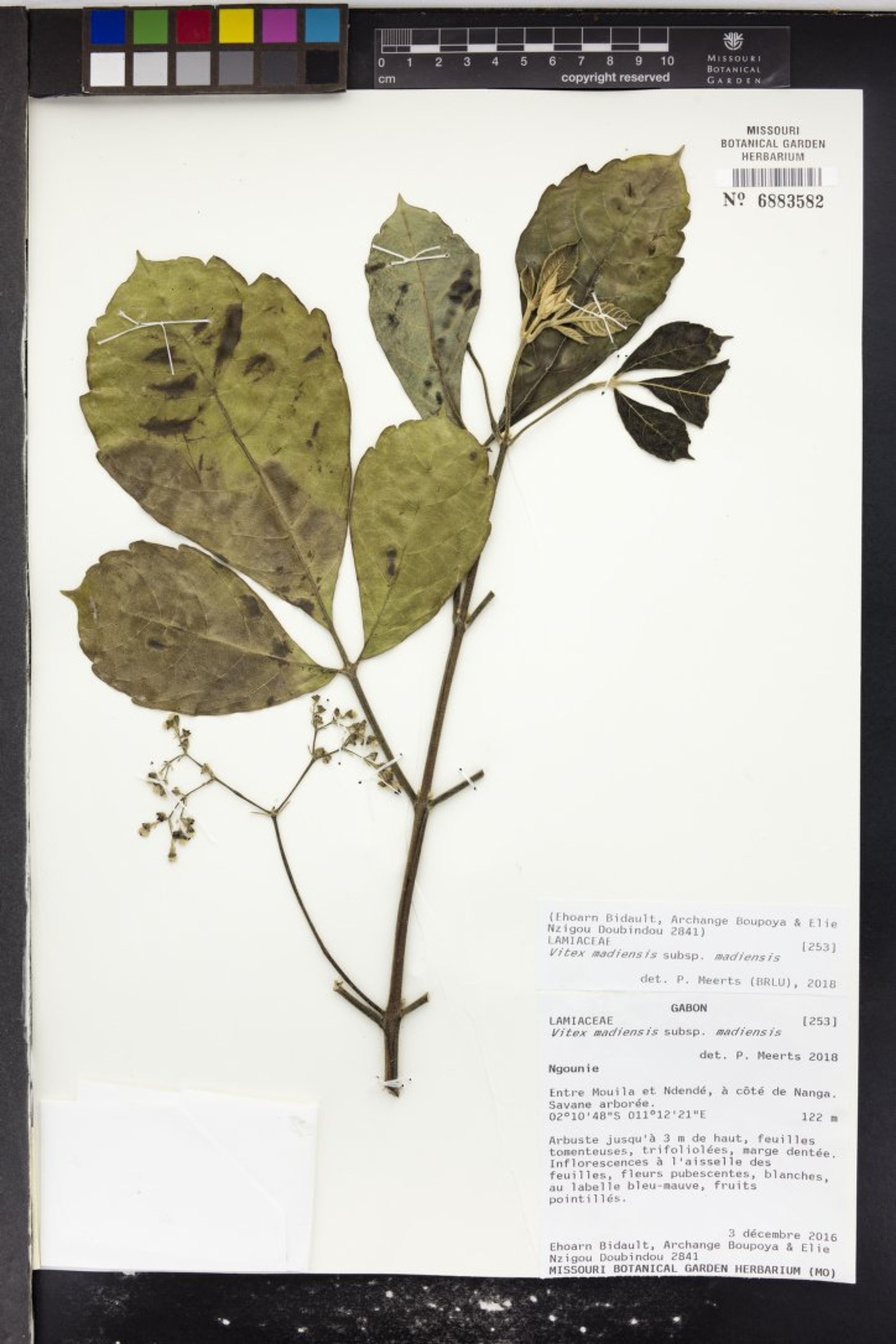 Vitex madiensis - 40