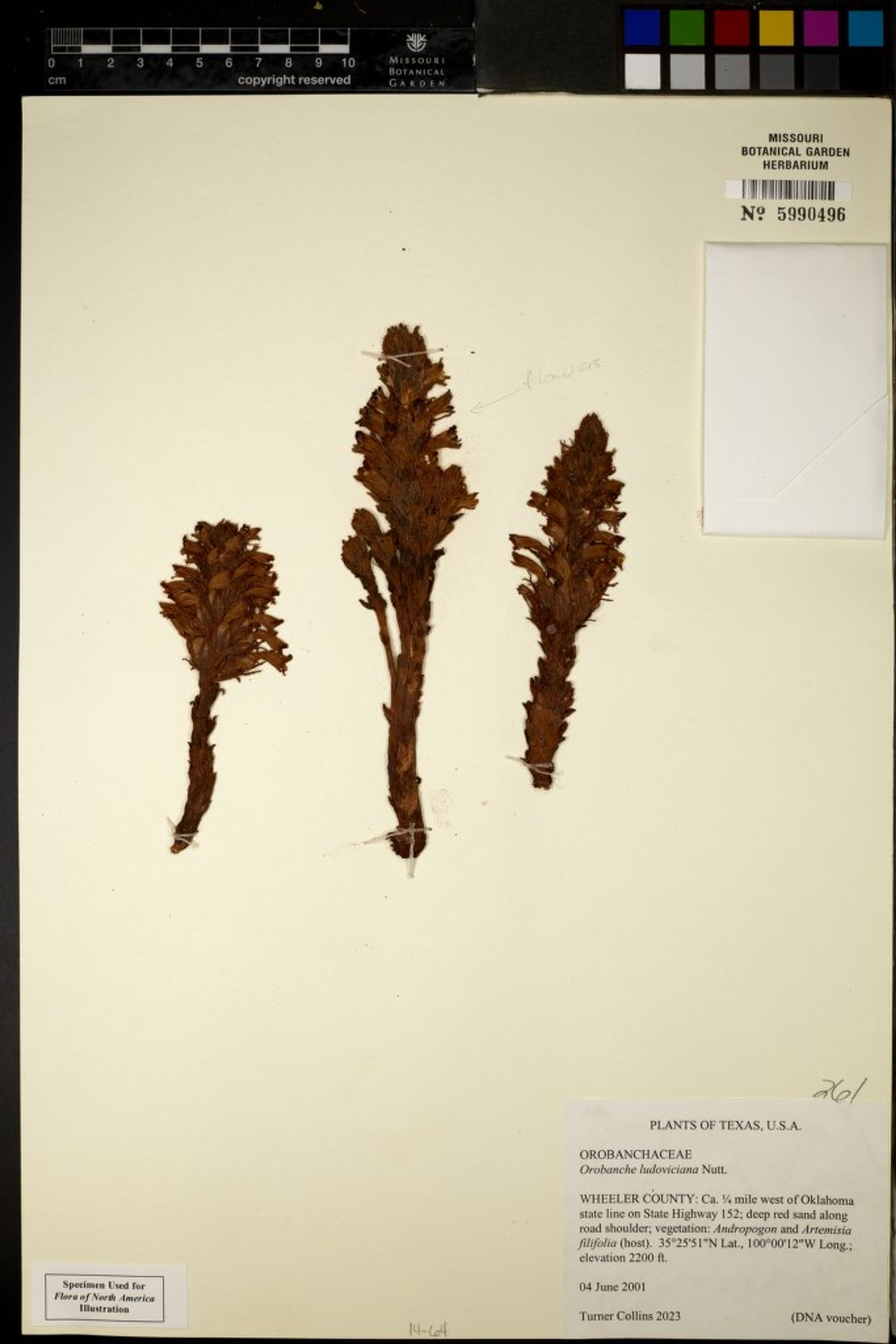 Orobanche ludoviciana - 31