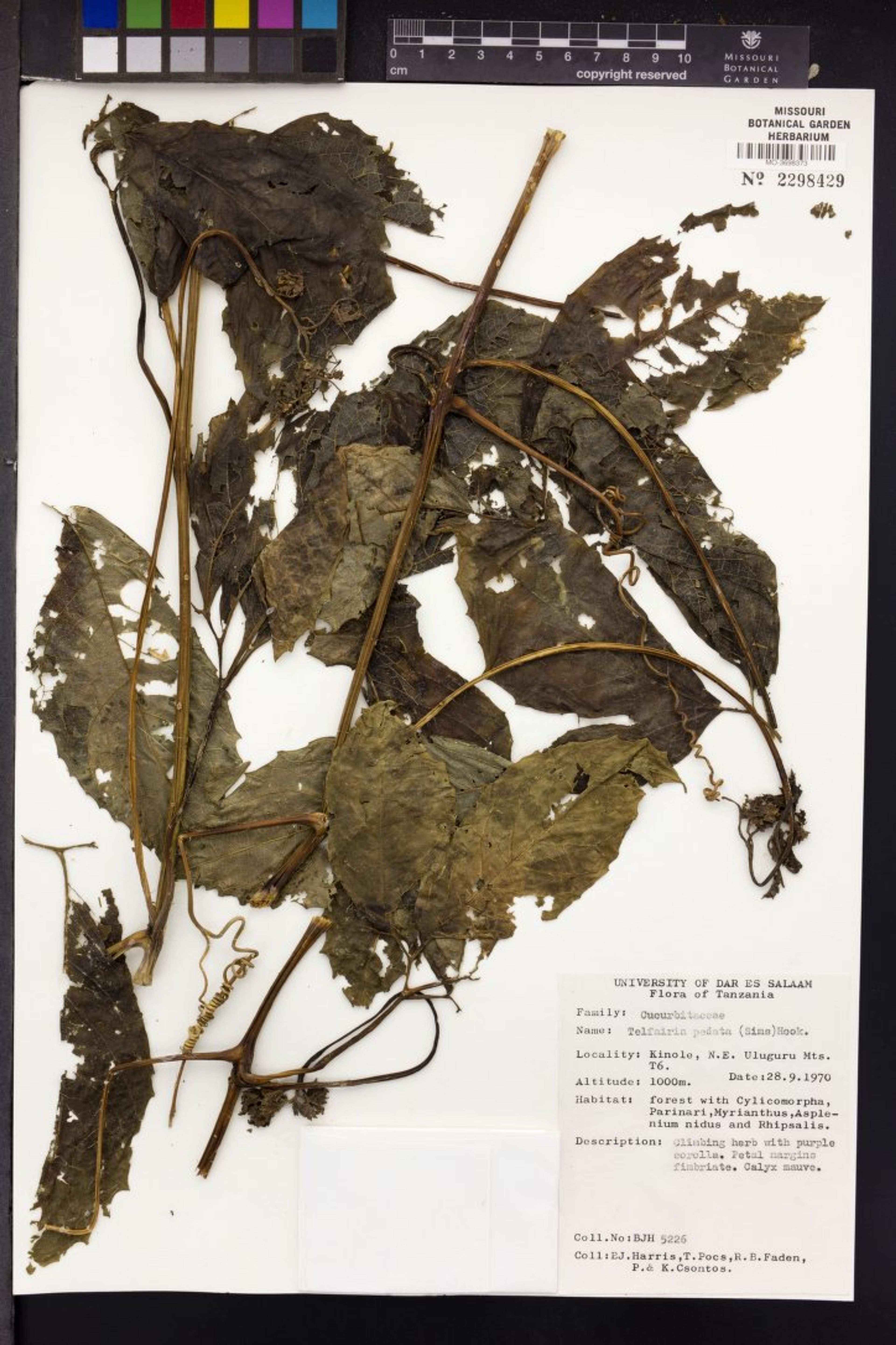 Telfairia pedata - 39