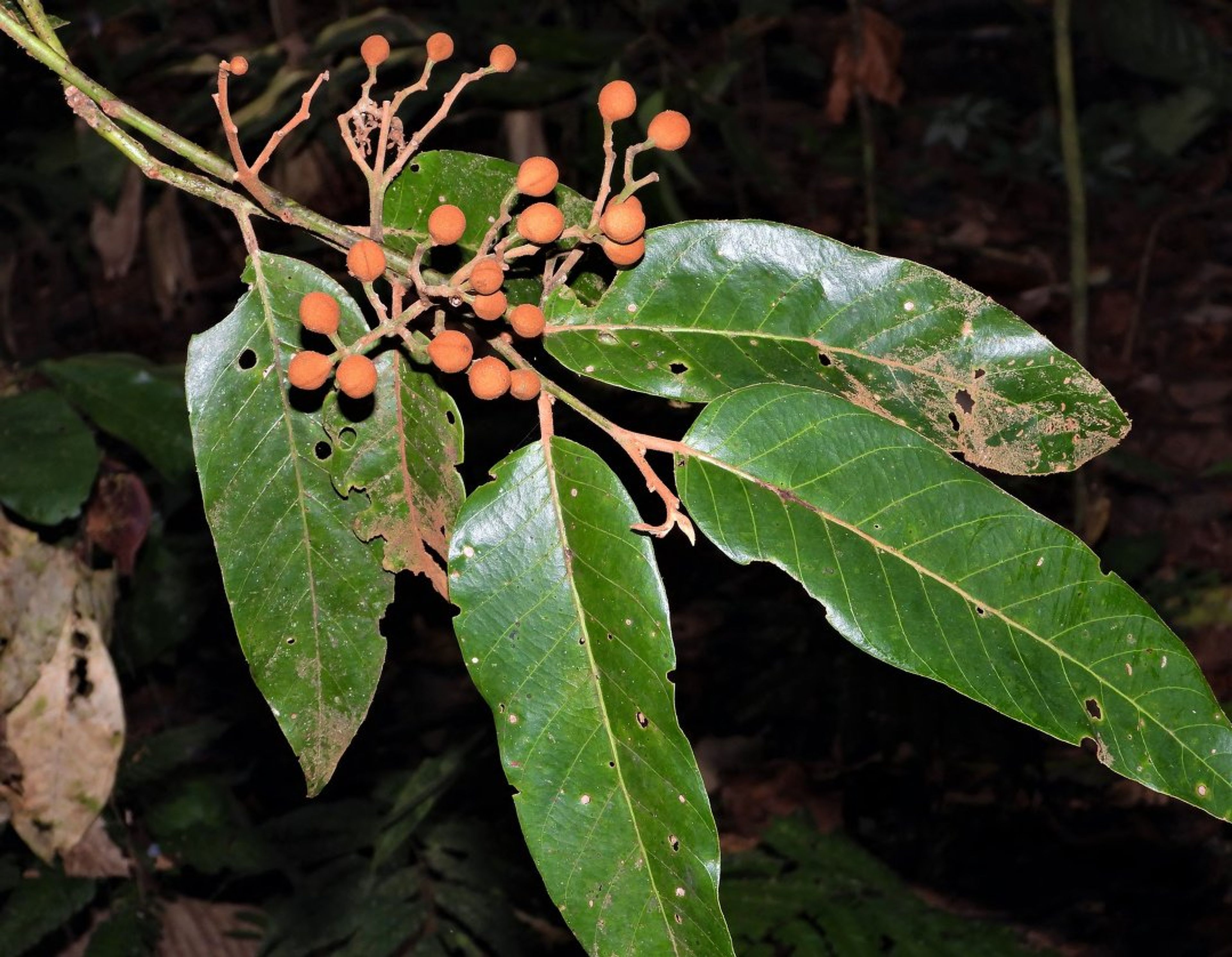 Virola sebifera - 217