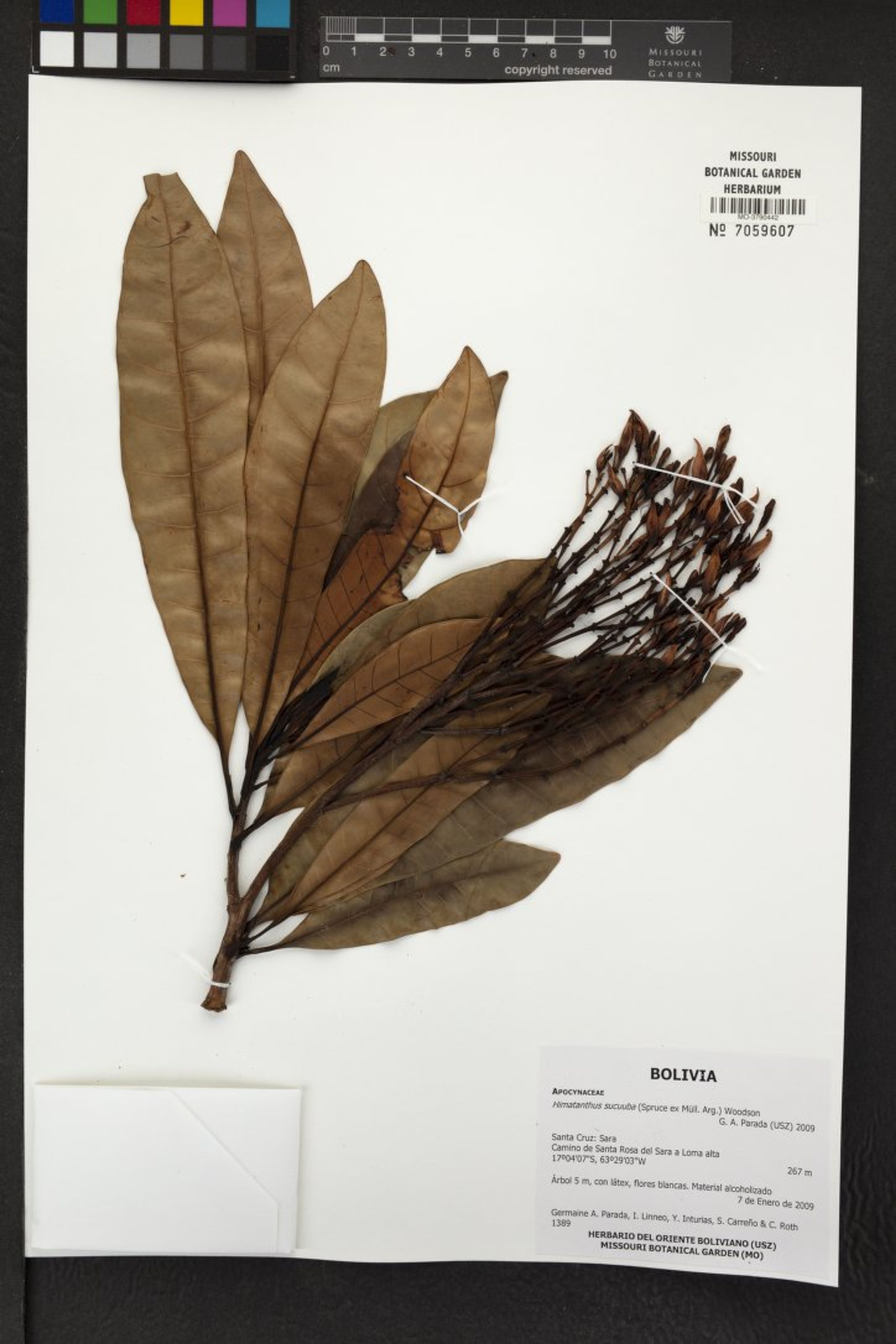 Himatanthus sucuuba - 33