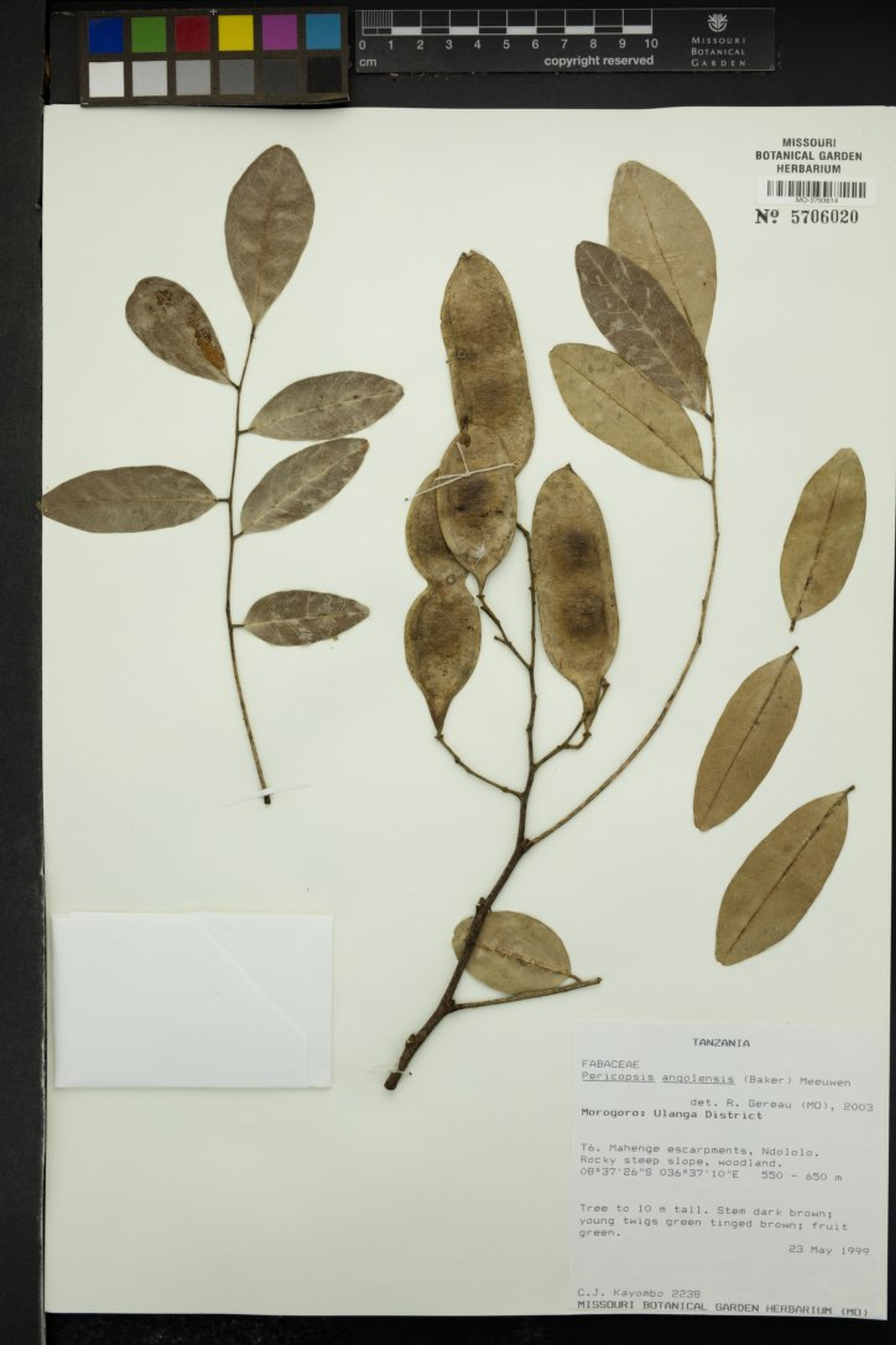 Pericopsis angolensis - 69