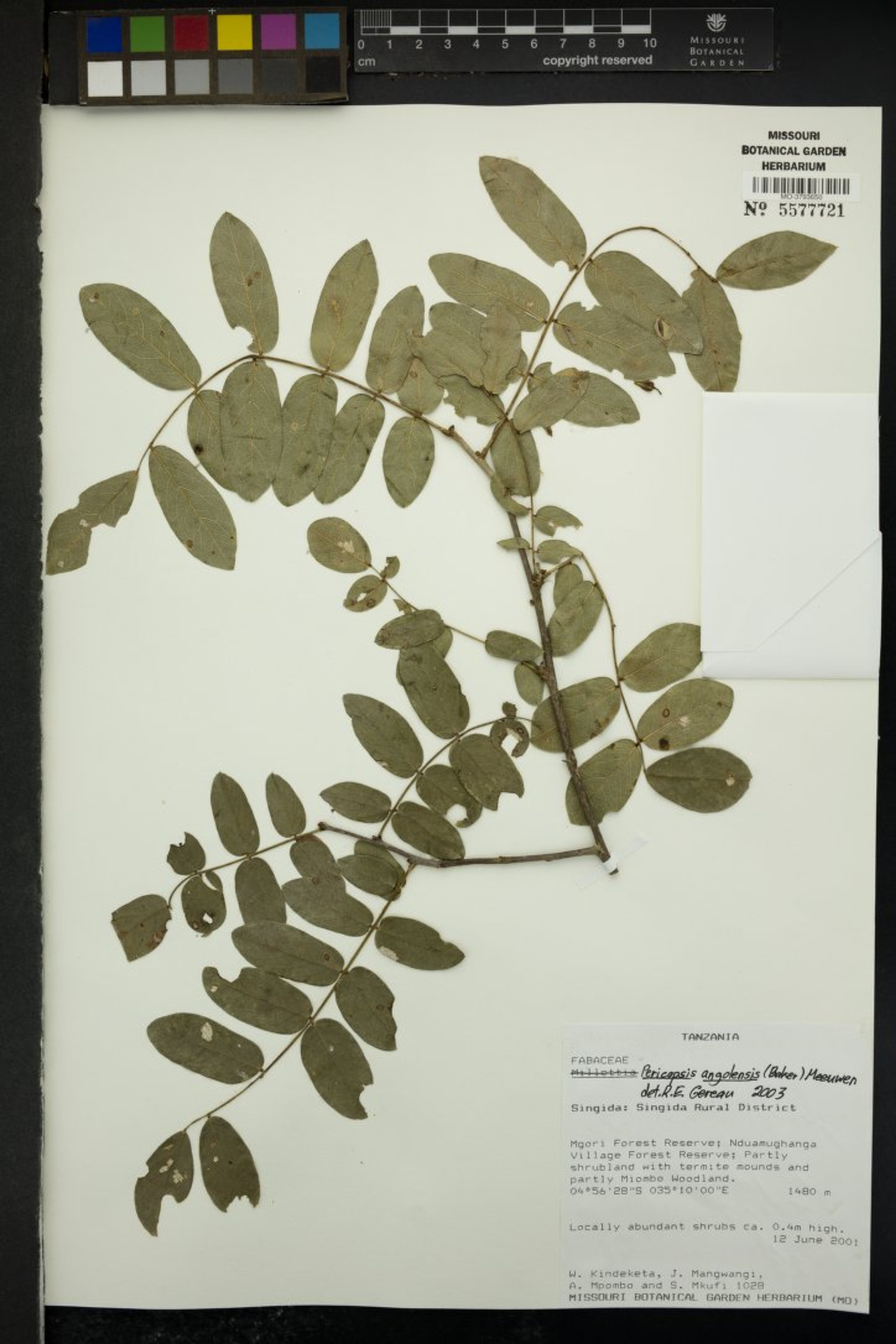 Pericopsis angolensis - 44