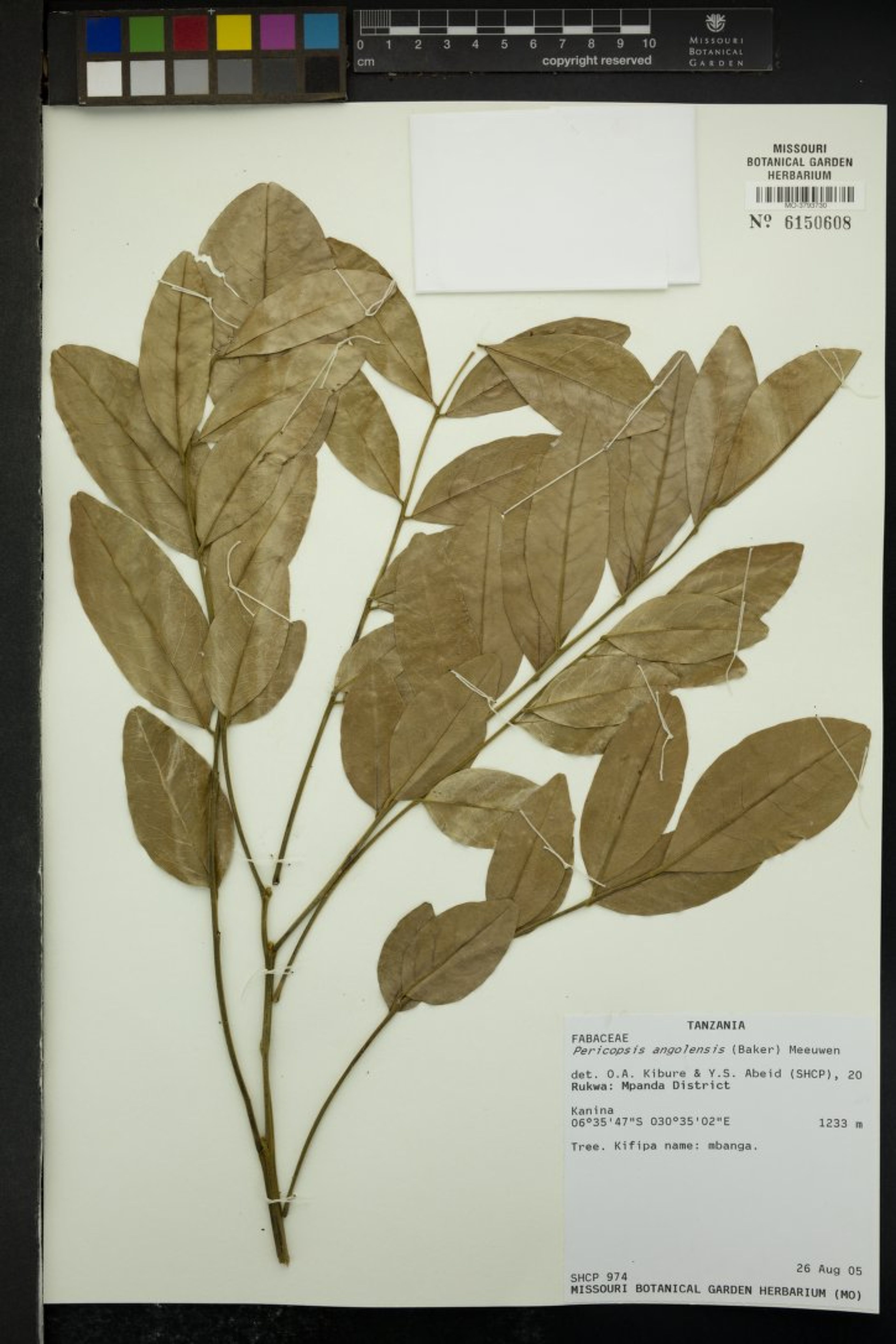 Pericopsis angolensis - 33