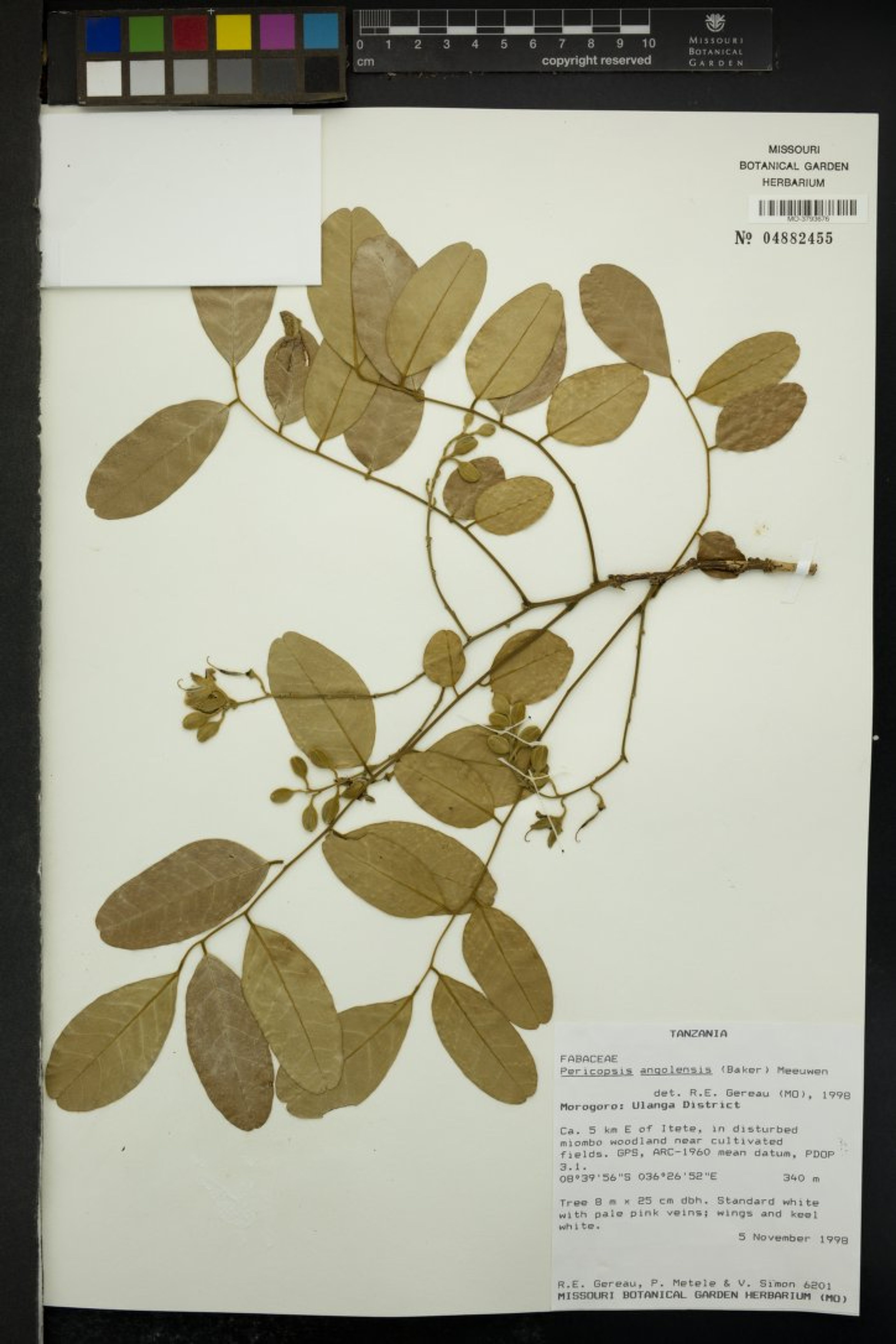 Pericopsis angolensis - 1