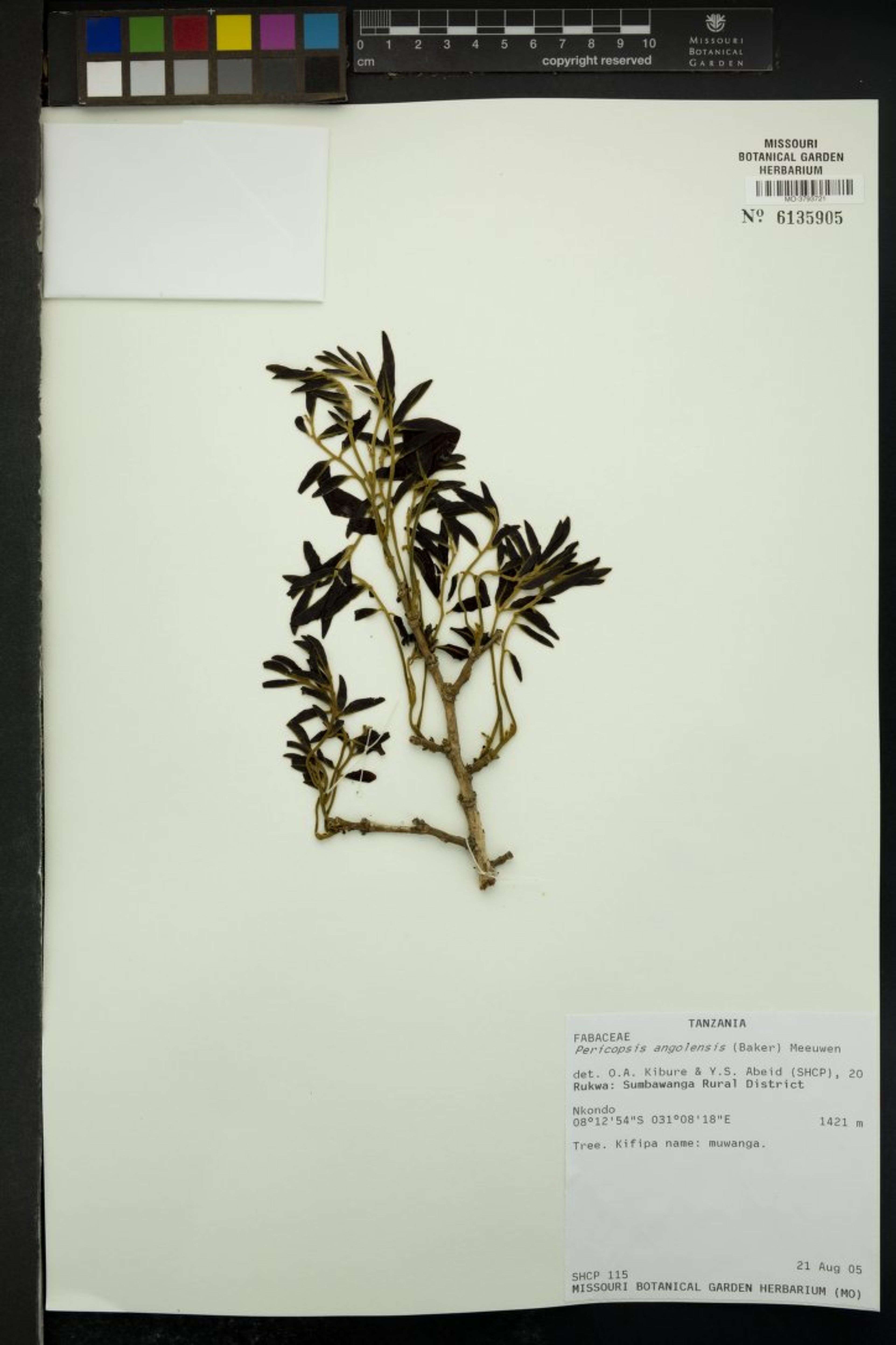 Pericopsis angolensis - 102