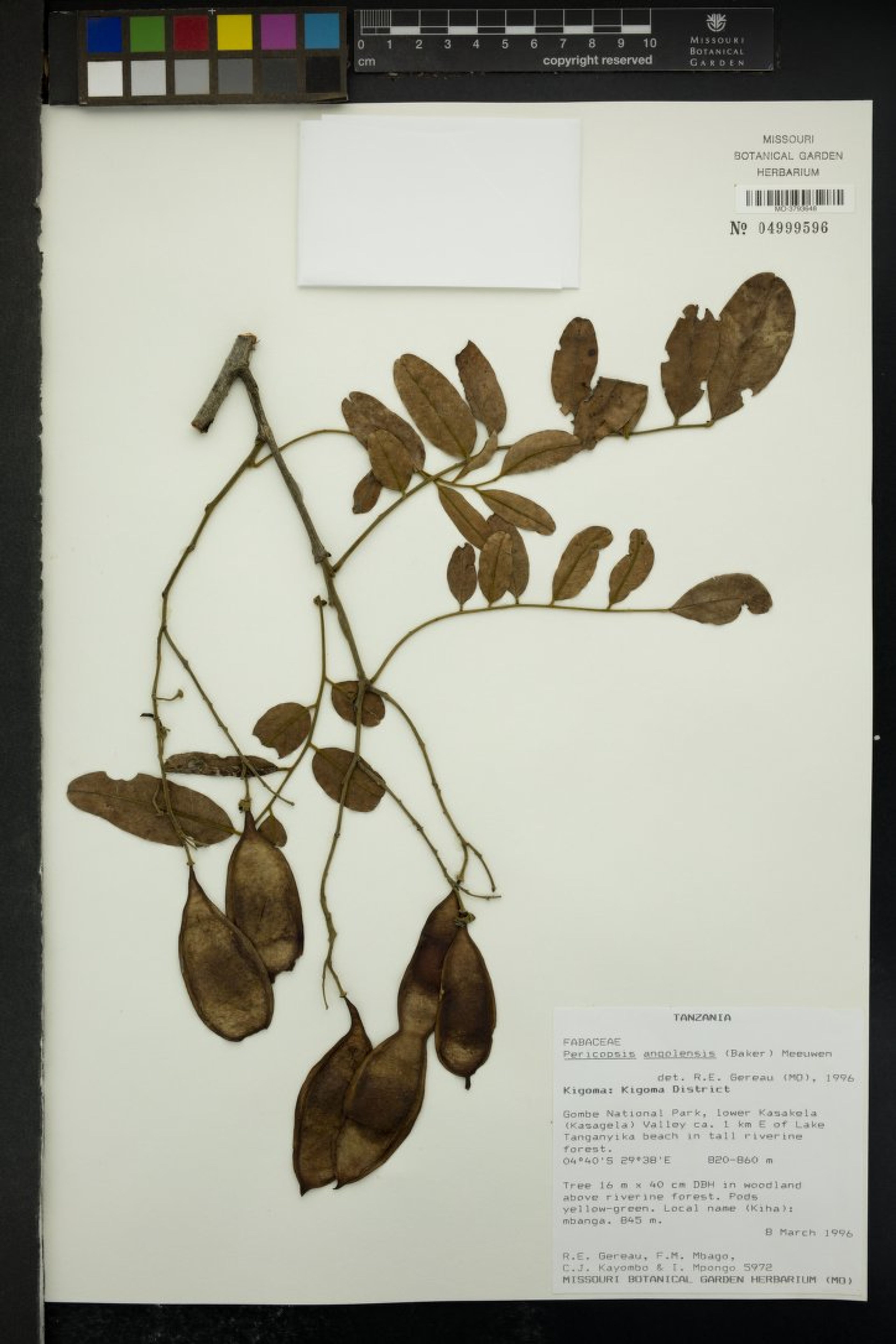 Pericopsis angolensis - 96